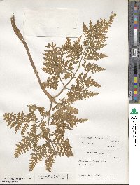 Japanobotrychum lanuginosum image