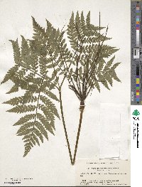 Sahashia stricta image