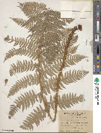 Dryopteris arguta image