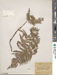 Dryopteris arguta image