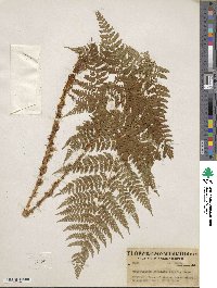 Dryopteris dilatata subsp. dilatata image