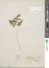 Gymnocarpium dryopteris image