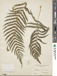 Pelazoneuron kunthii image