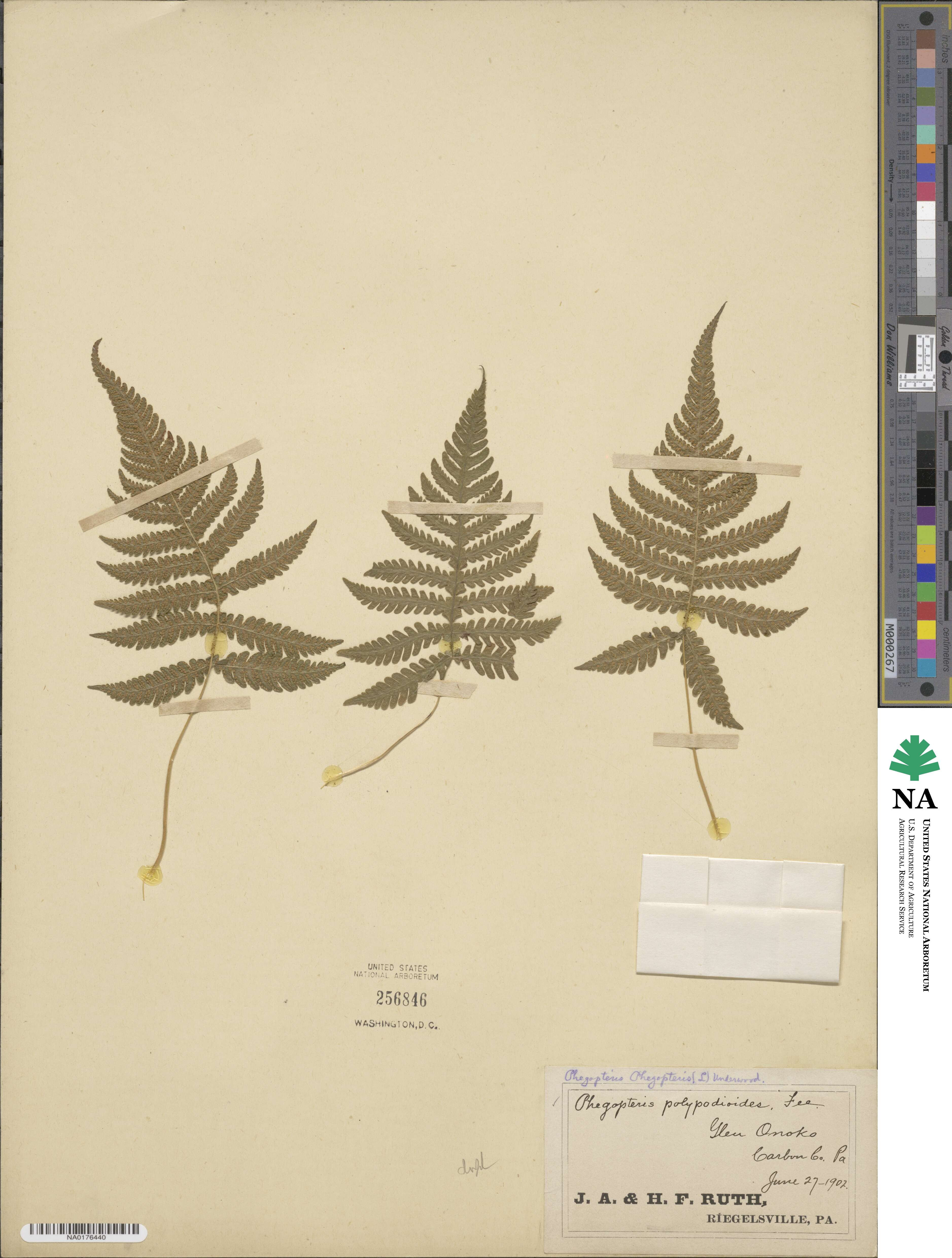 Phegopteris connectilis image