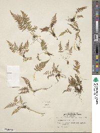 Pelazoneuron kunthii image