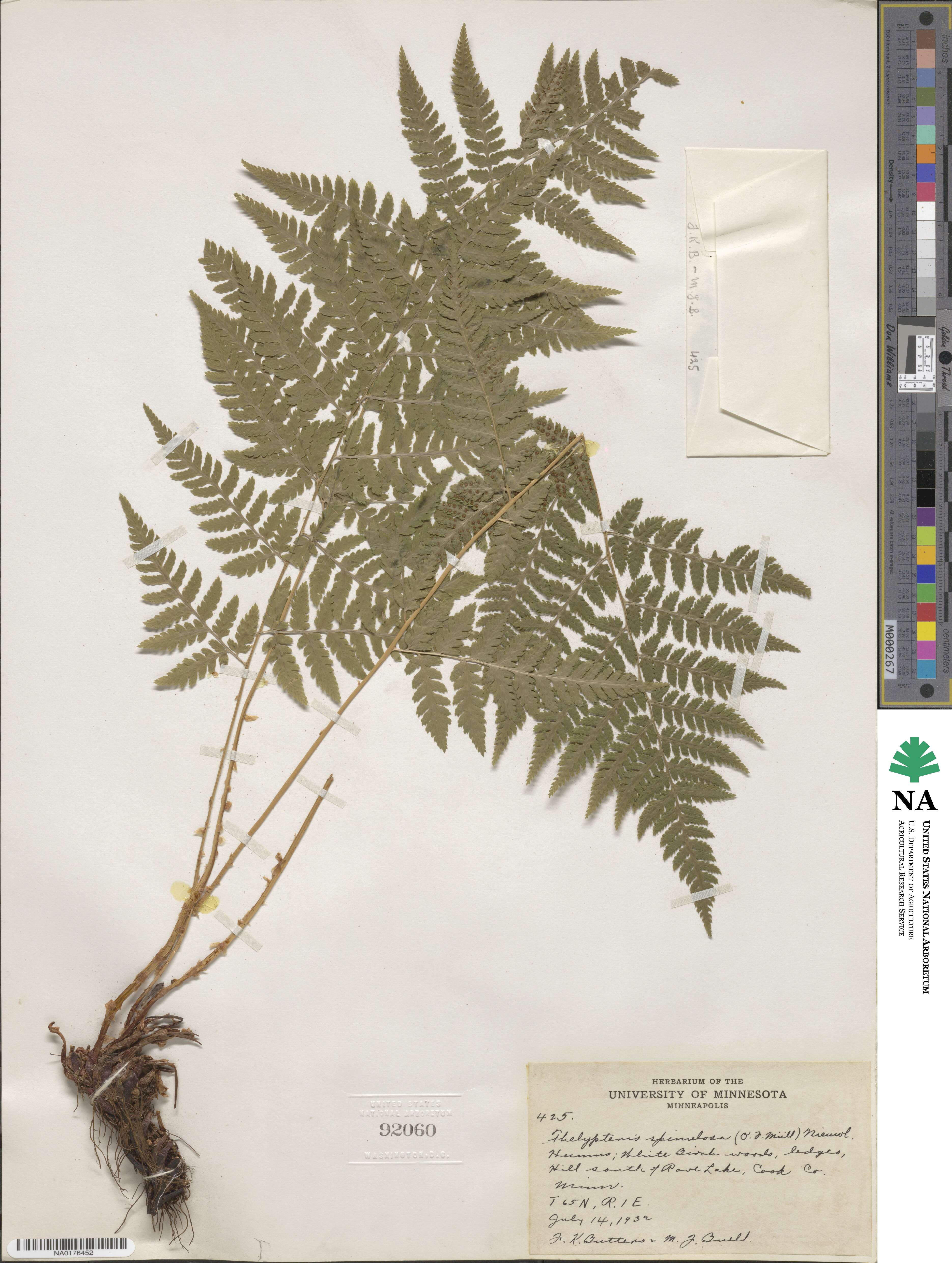 Dryopteris carthusiana image