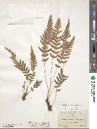 Leptogramma pilosa image