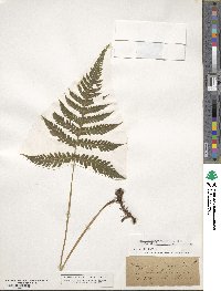 Phegopteris connectilis image