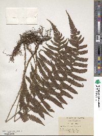 Polypodium africanum image