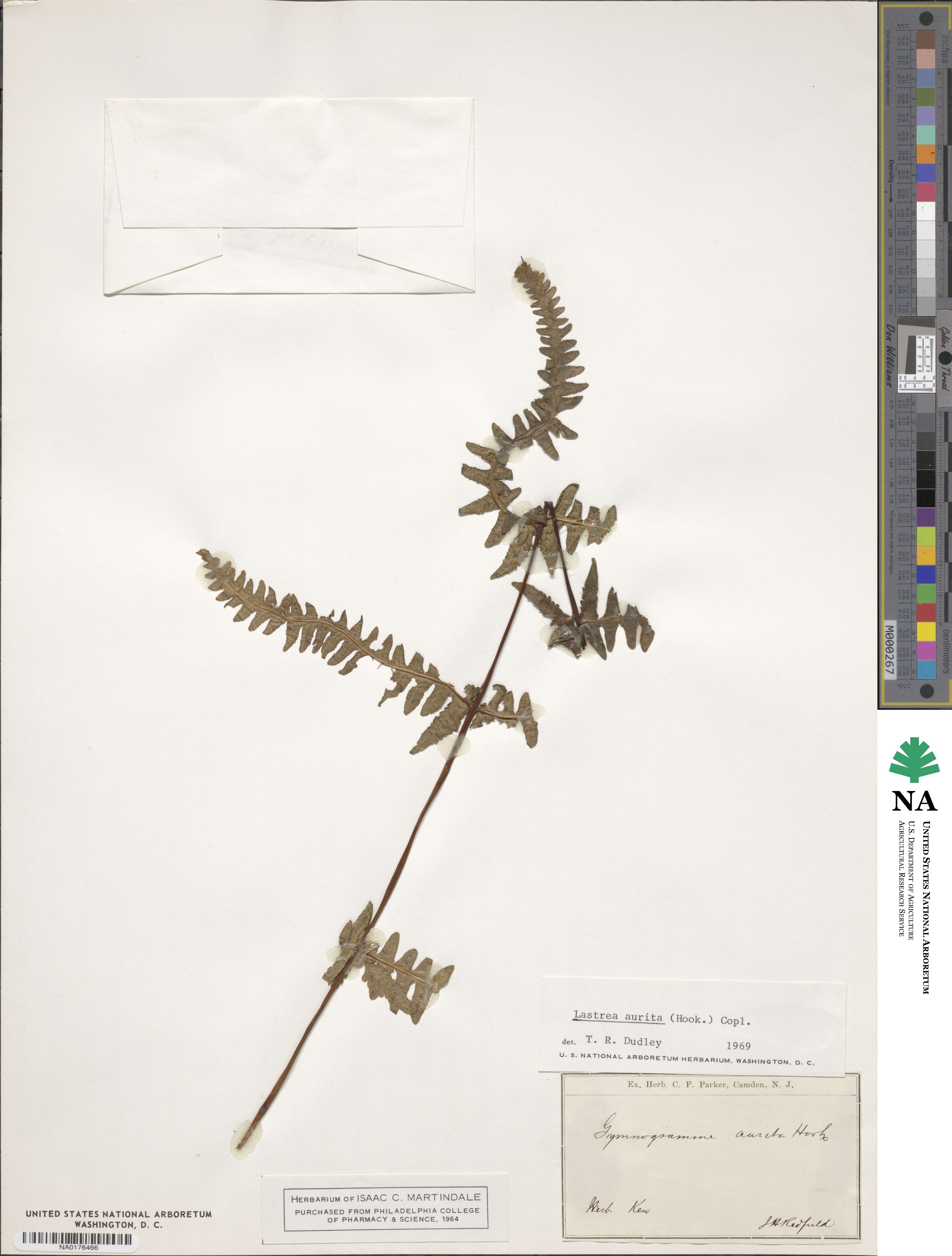Phegopteris aurita image