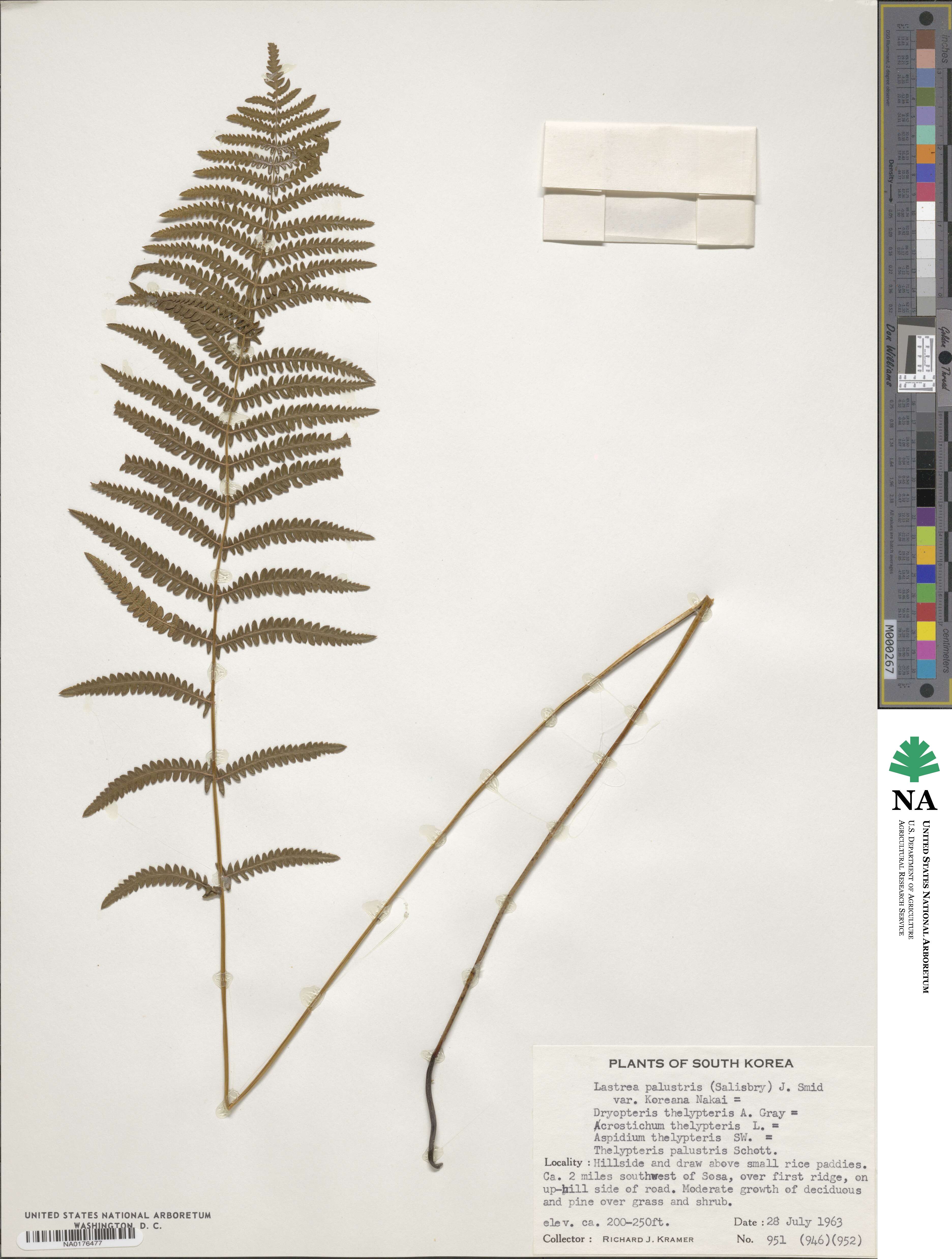 Thelypteris palustris subsp. palustris image