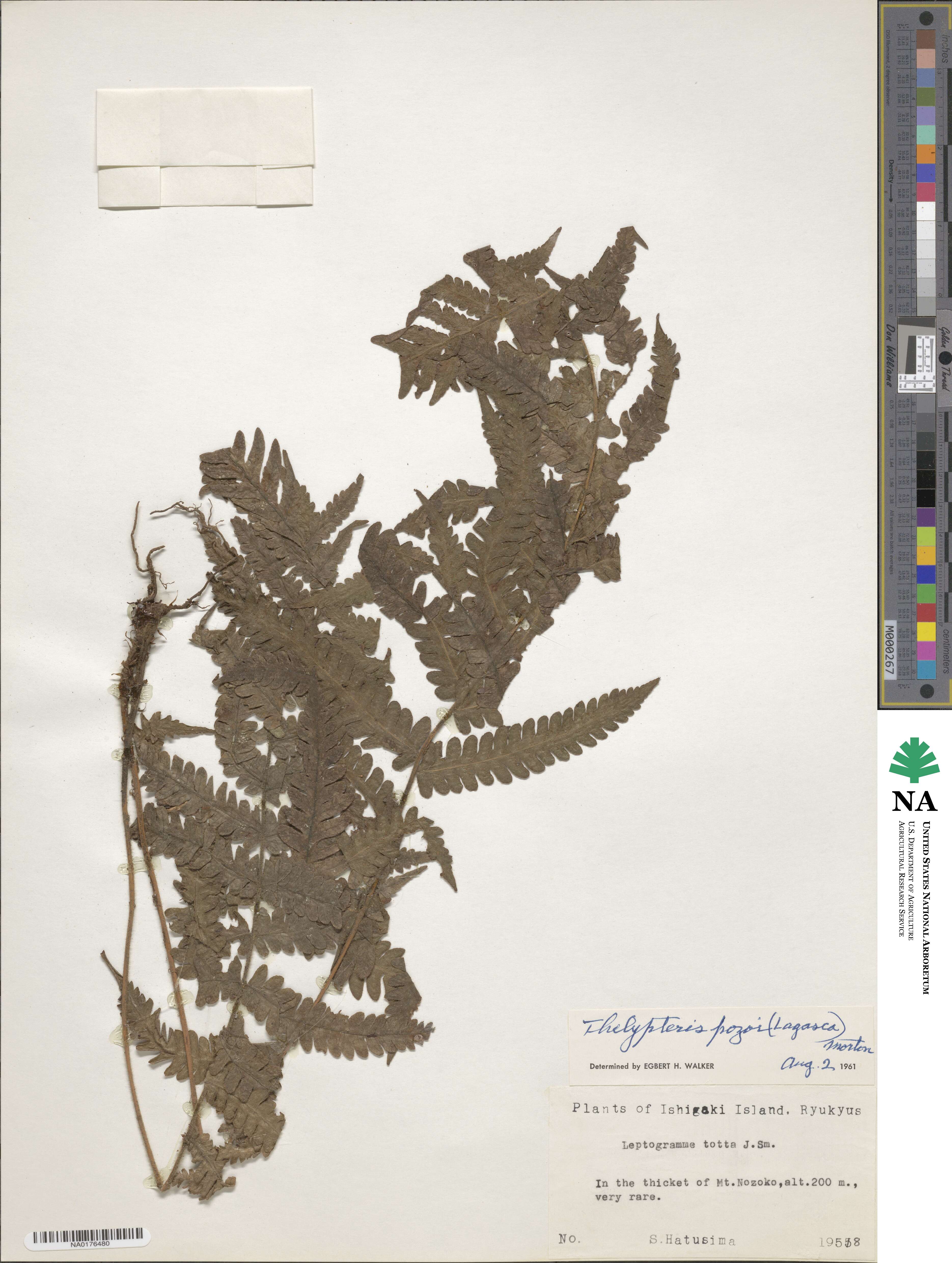 Leptogramma pozoi image