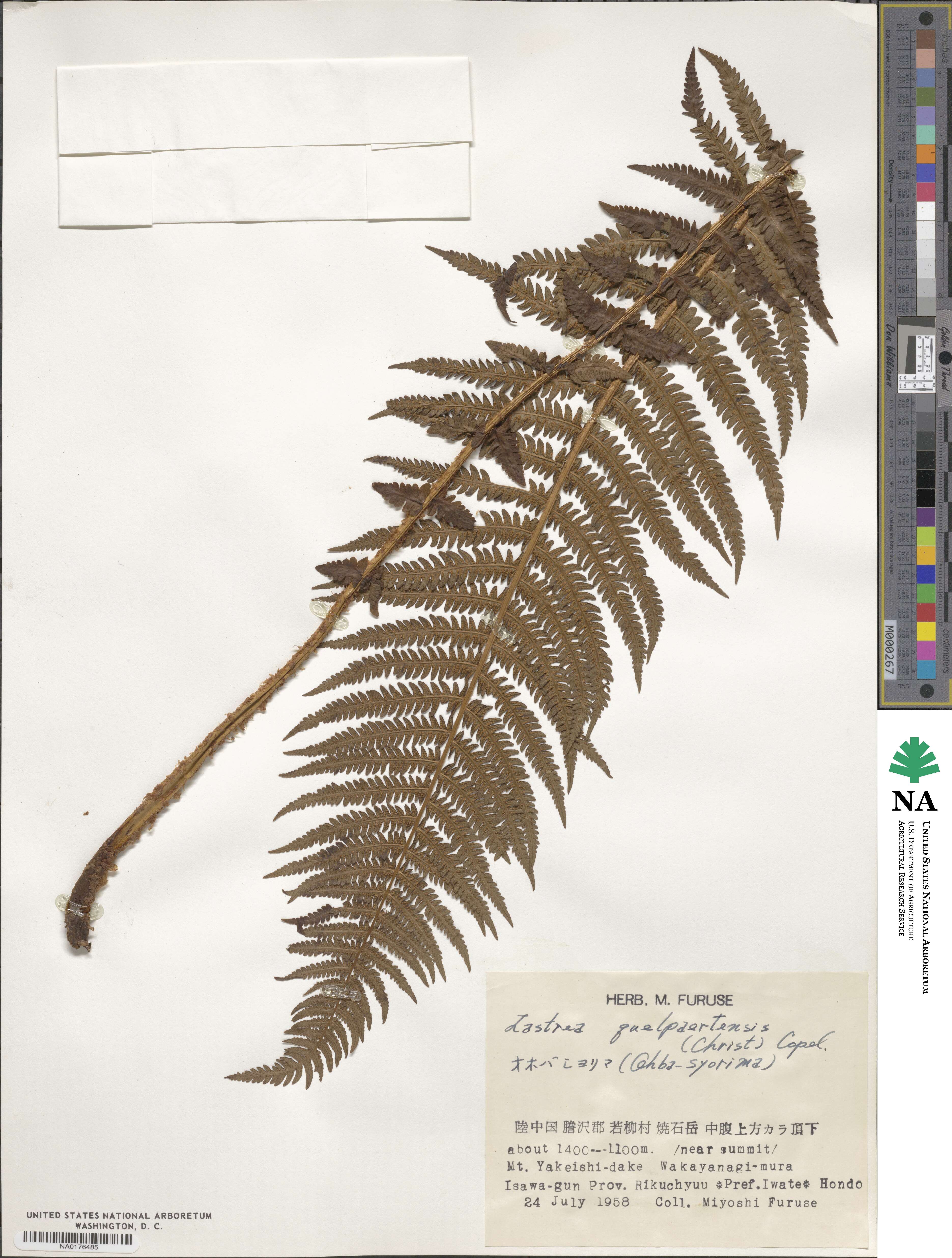 Oreopteris quelpartensis image
