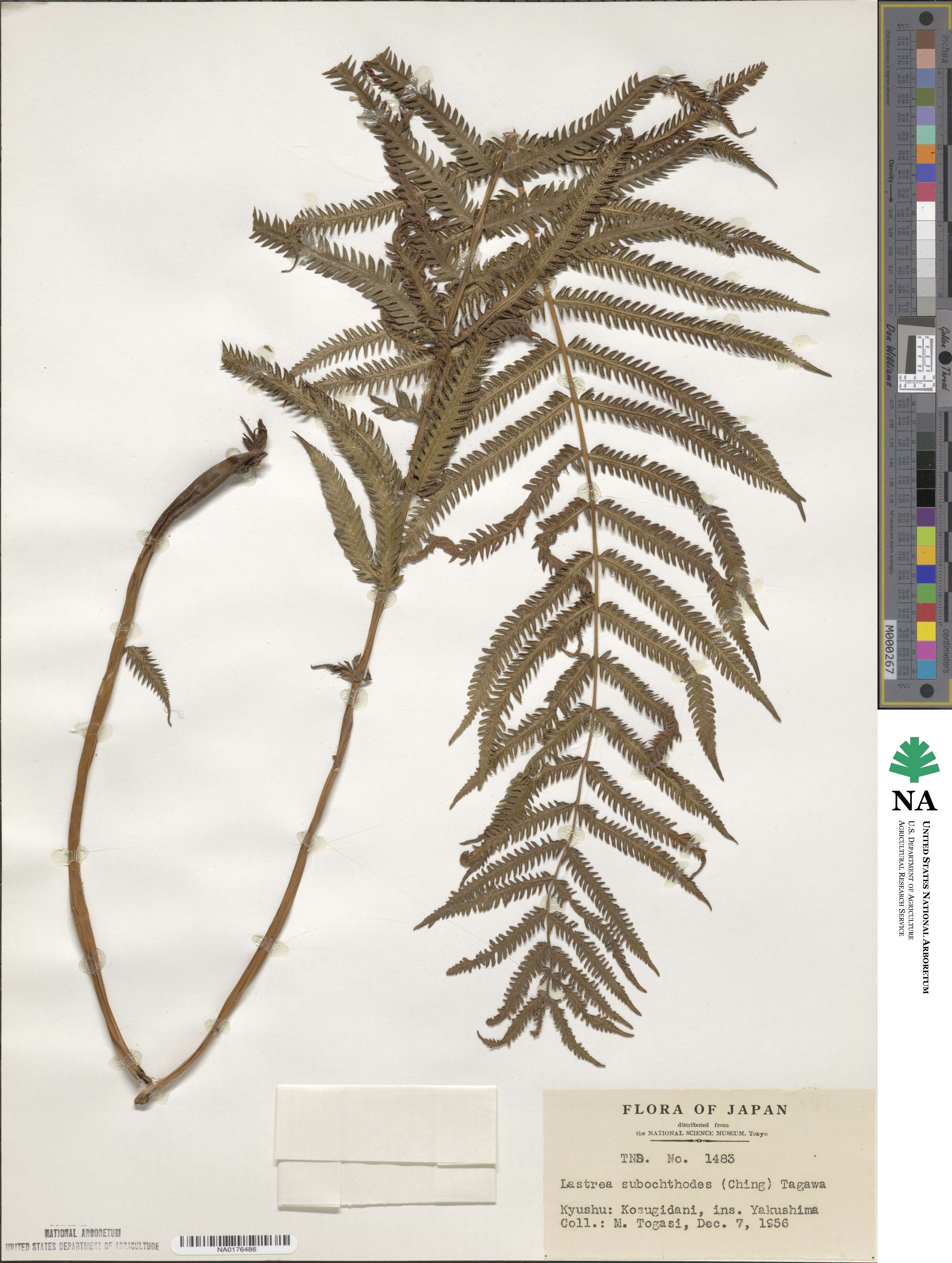 Pseudocyclosorus subochthodes image