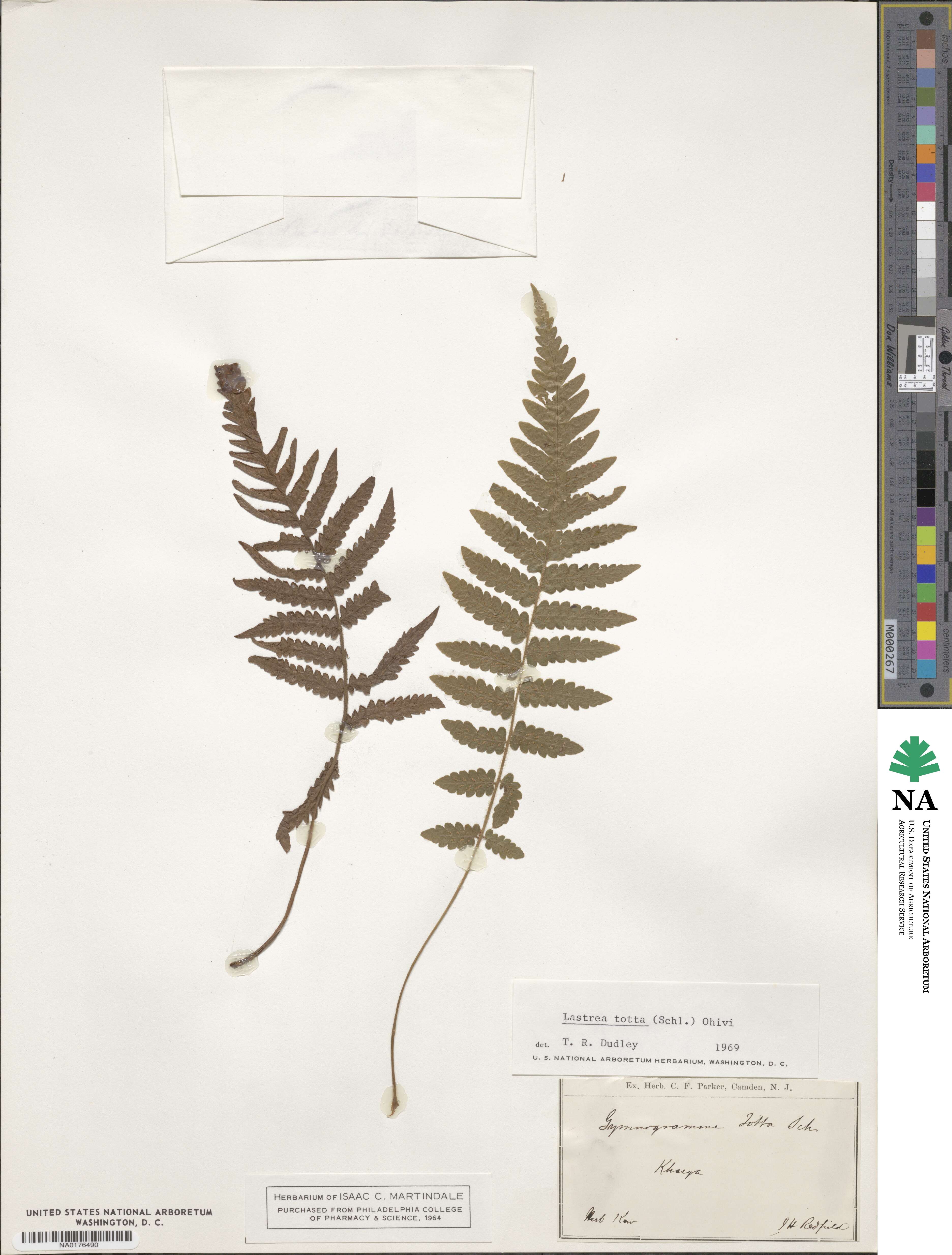 Polypodium africanum image