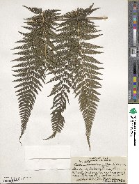 Macrothelypteris torresiana image