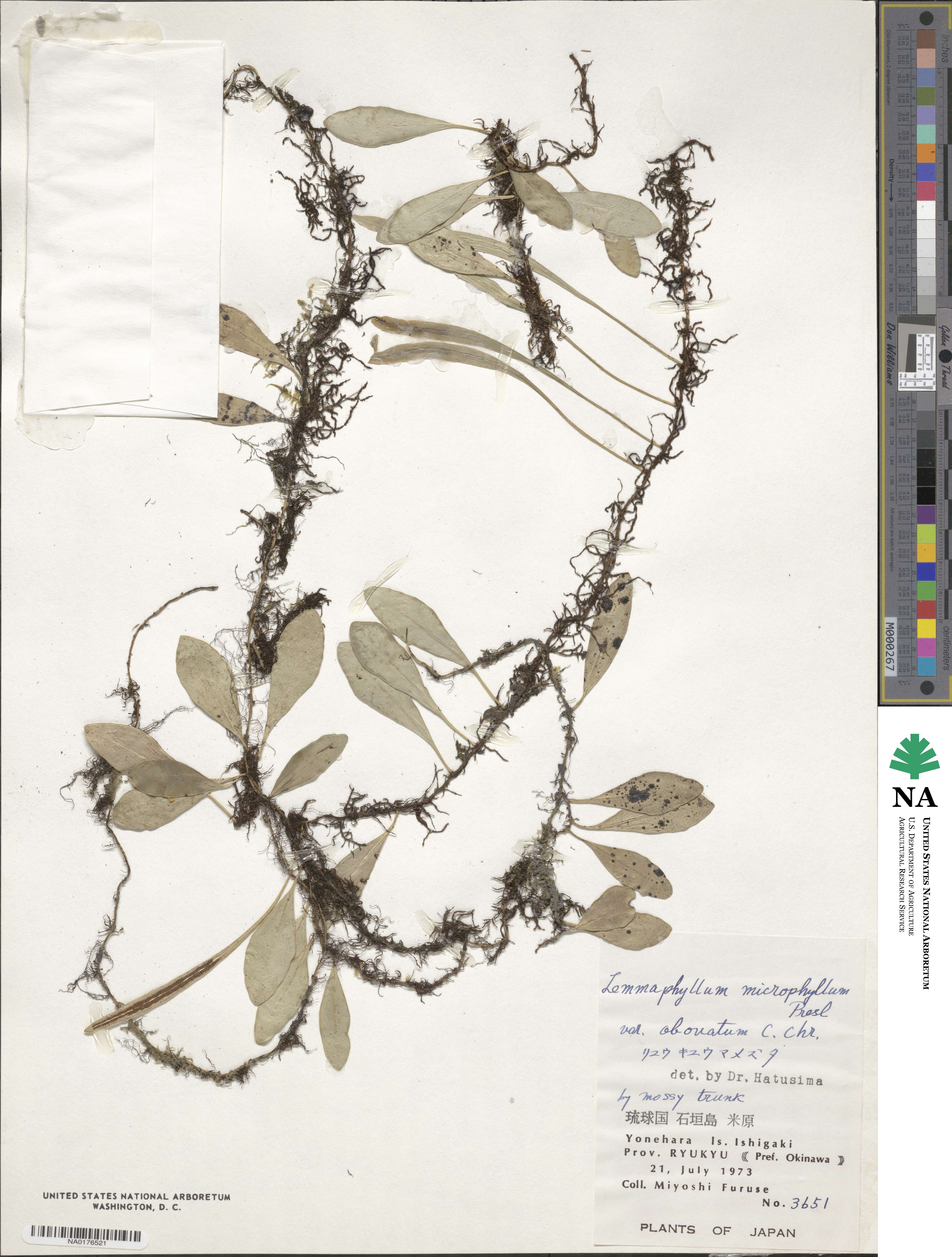 Lepisorus microphyllus image