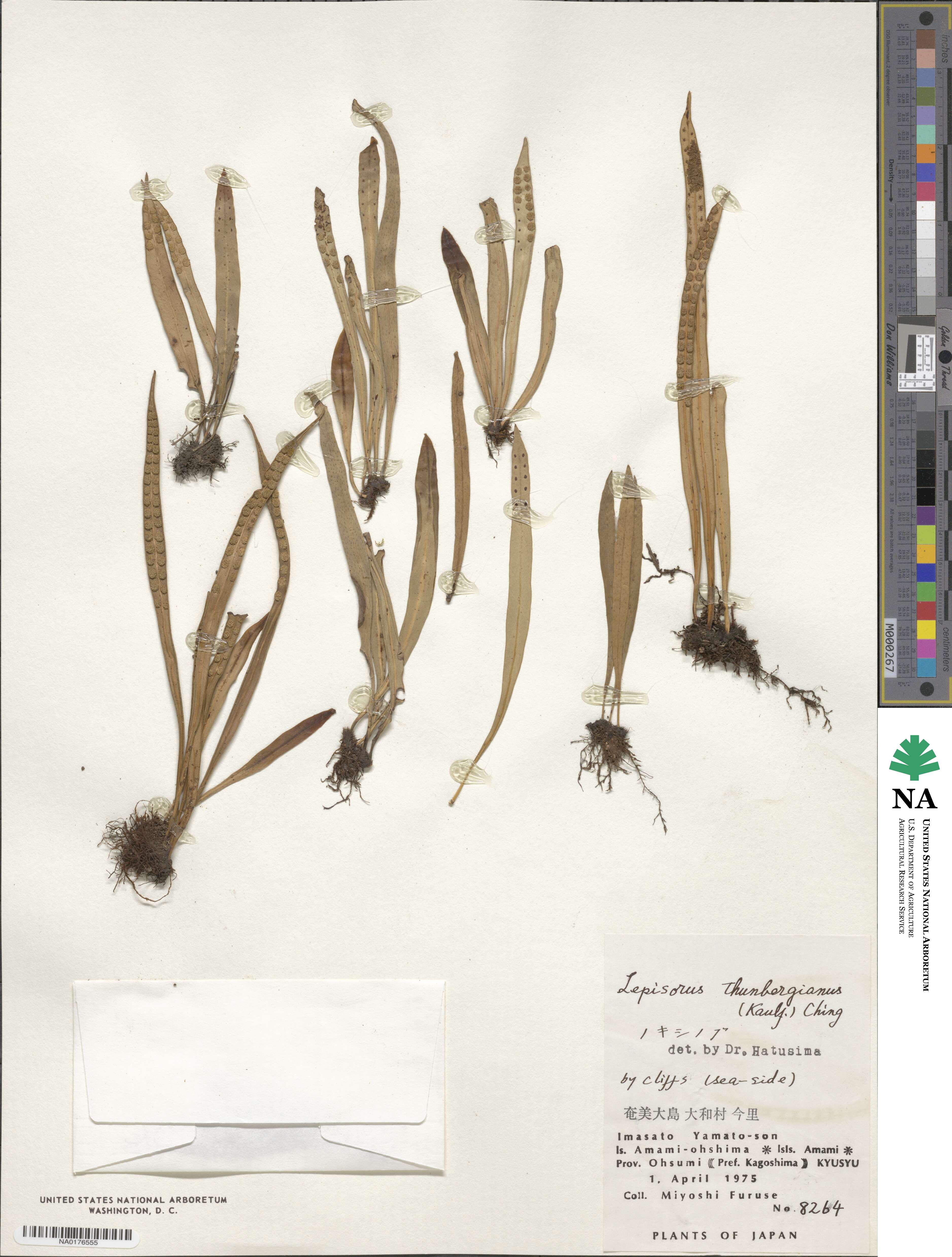 Lepisorus thunbergianus image