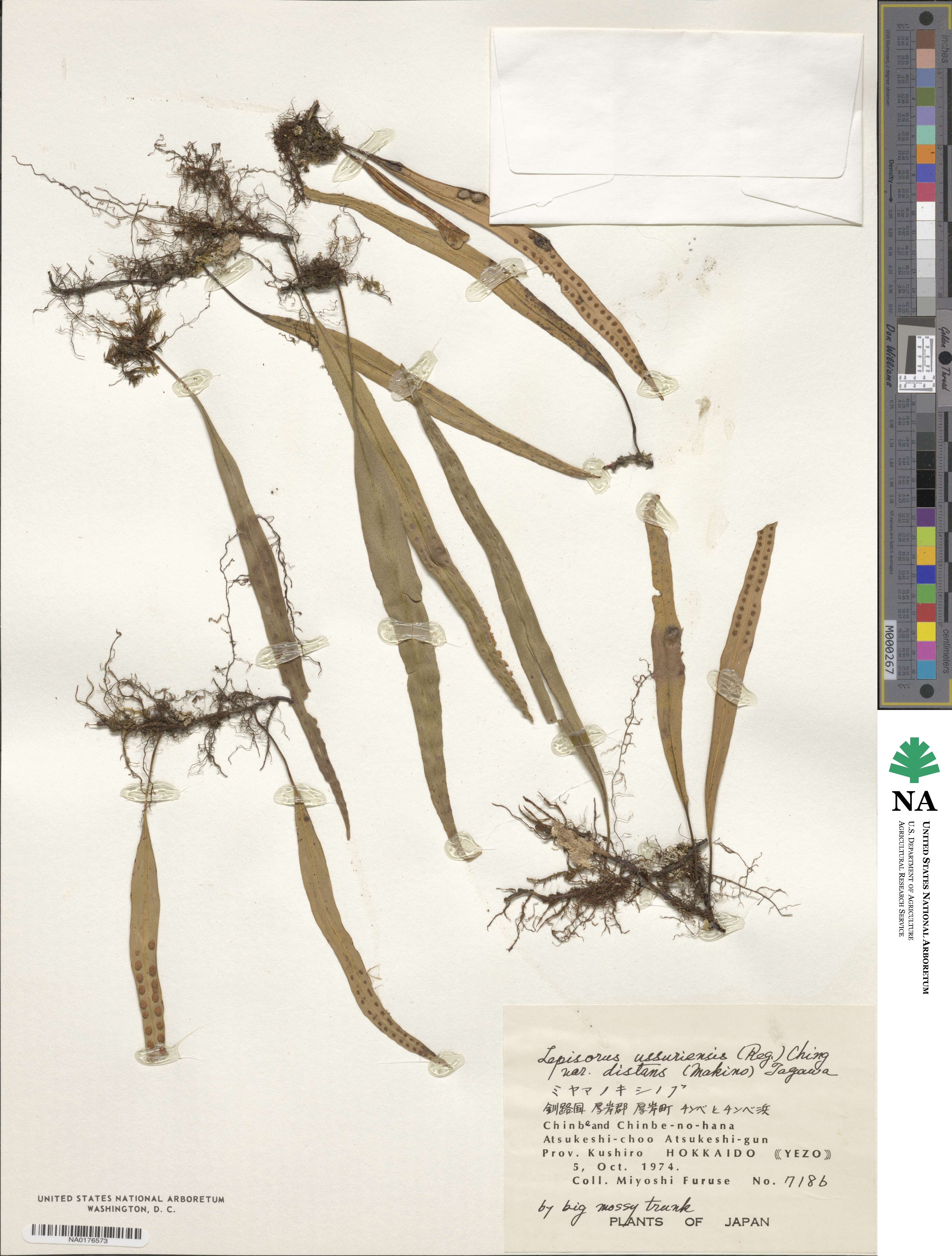 Lepisorus distans image