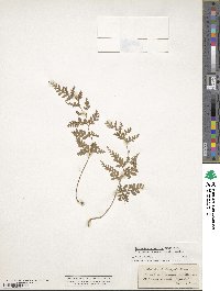 Leucostegia immersa image