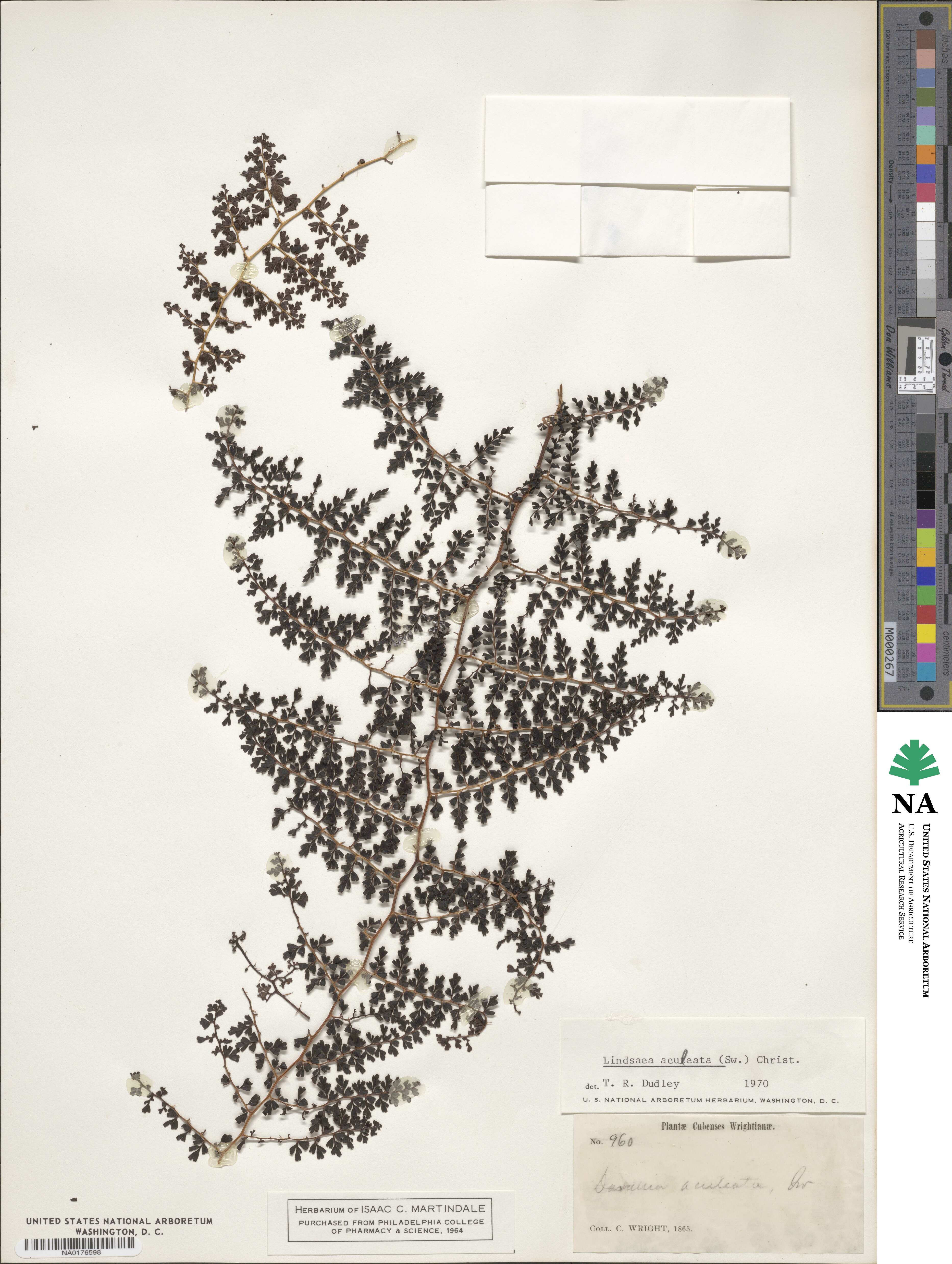Odontosoria aculeata image