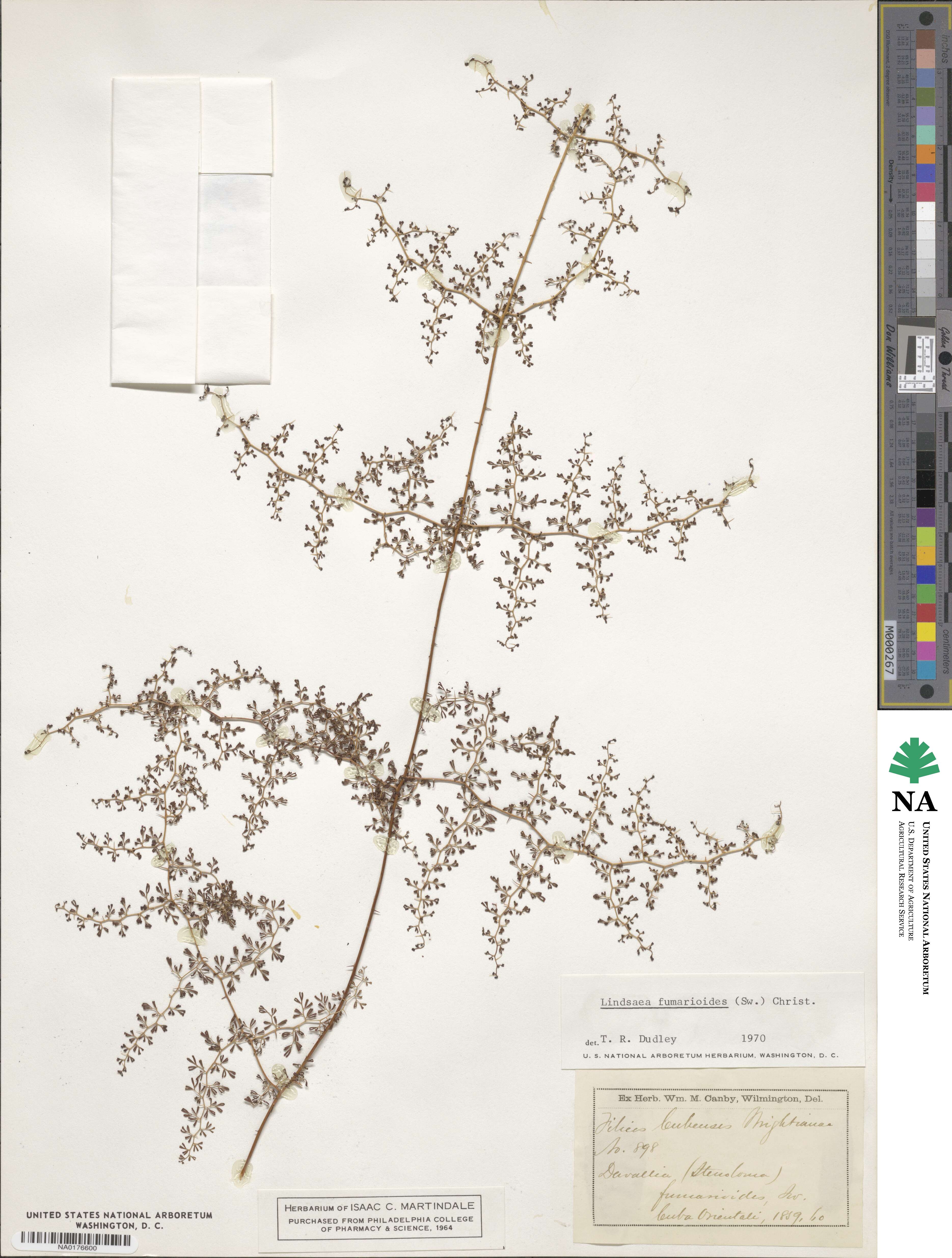 Odontosoria fumarioides image