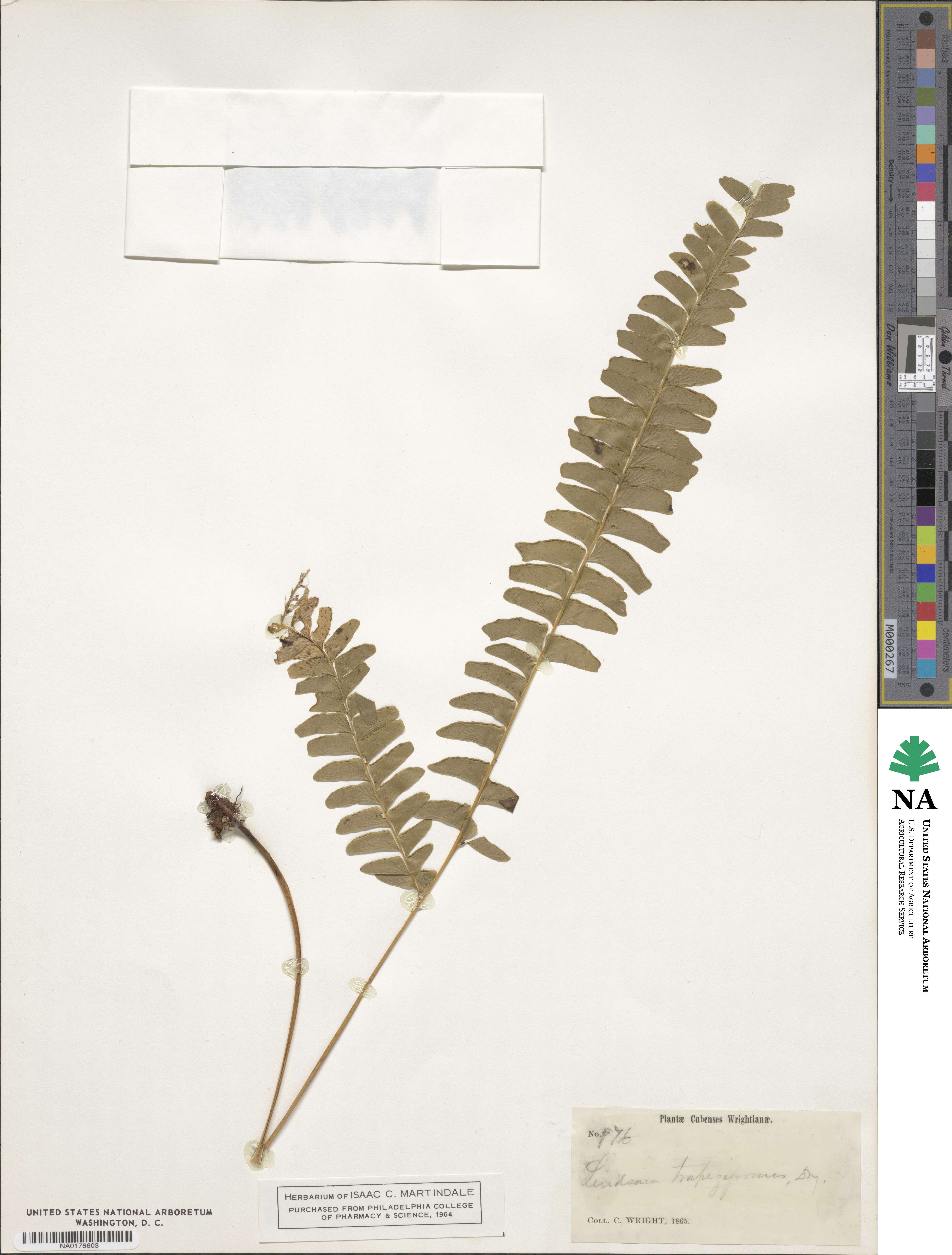 Lindsaea trapeziformis image