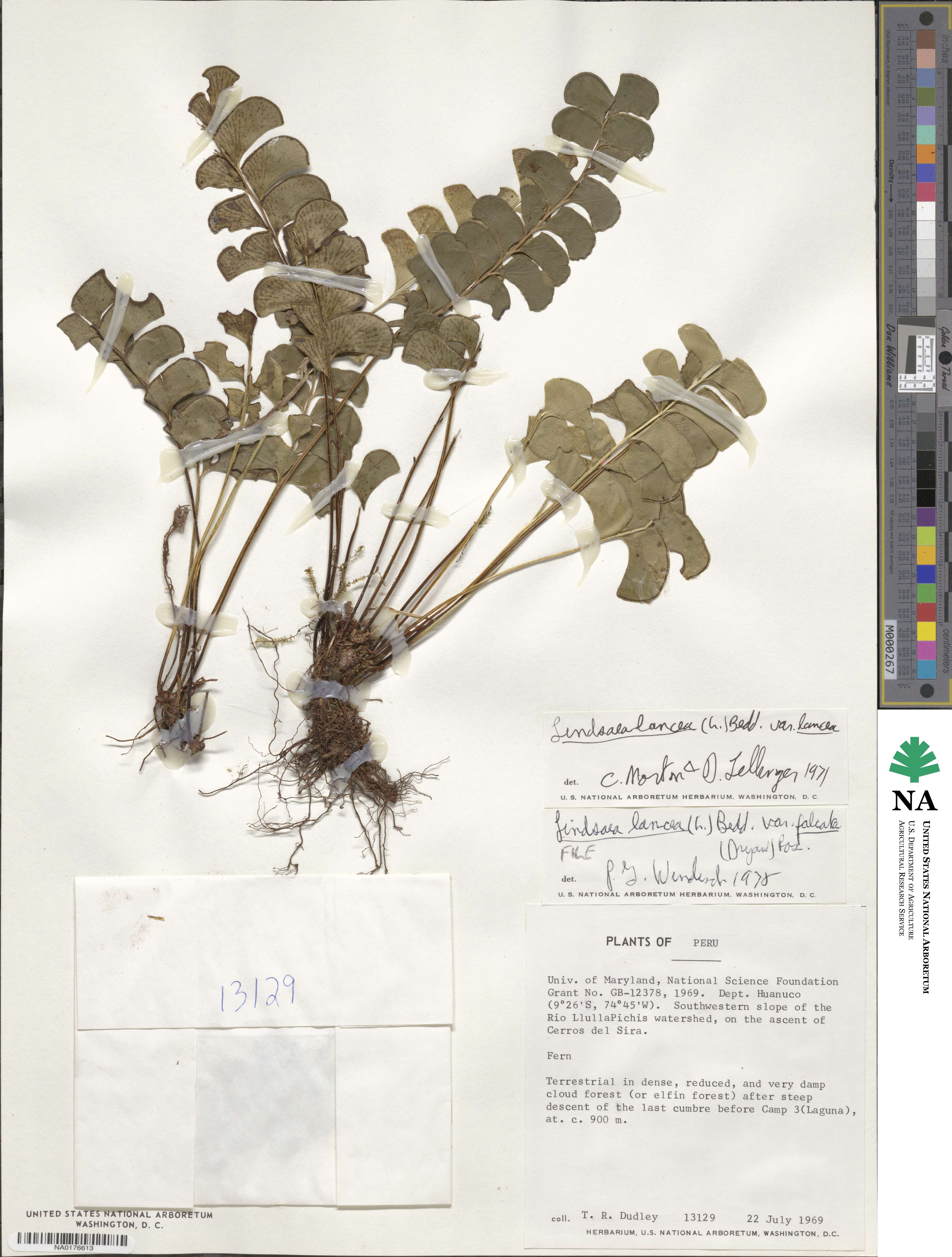 Lindsaea falcata image