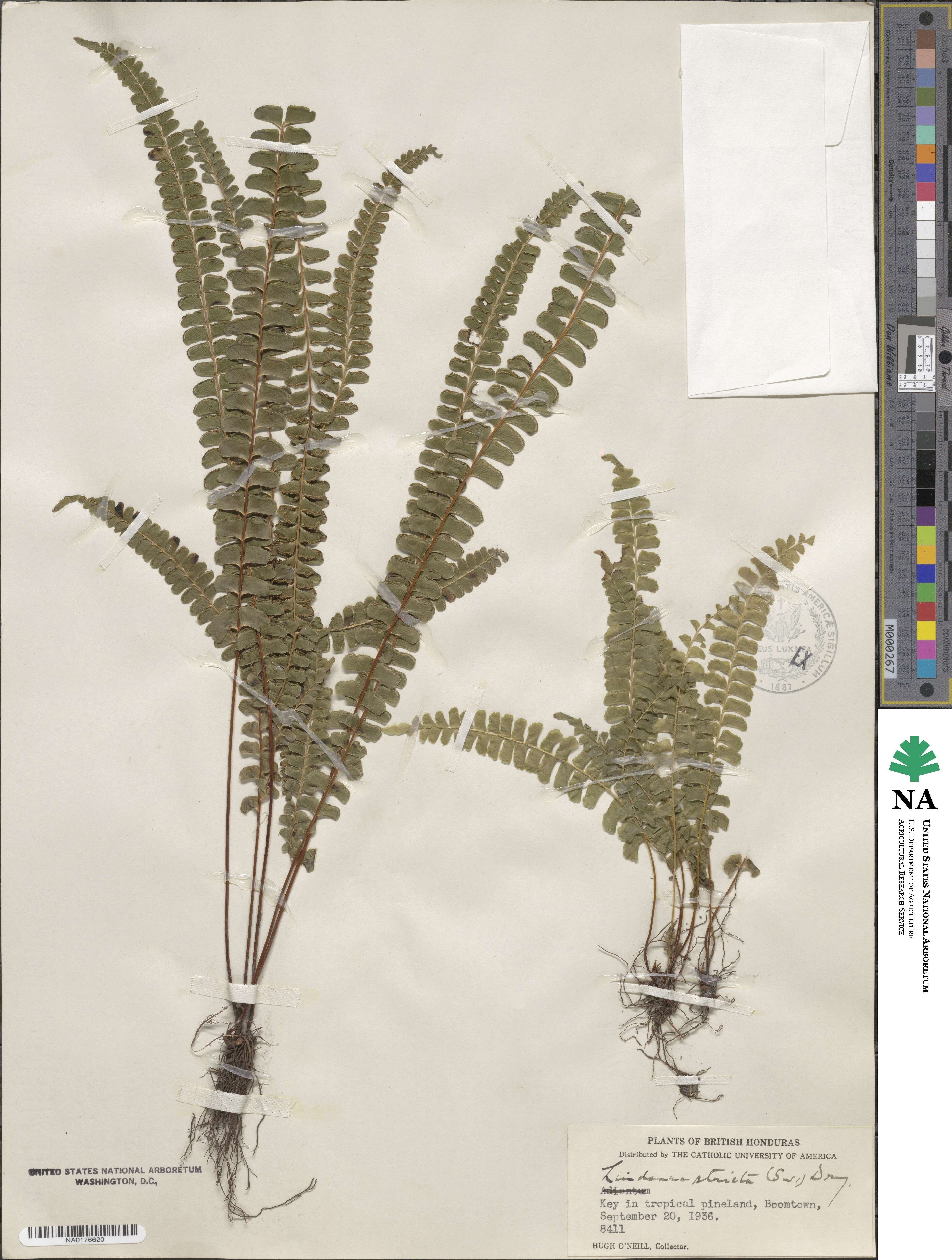 Lindsaea stricta image