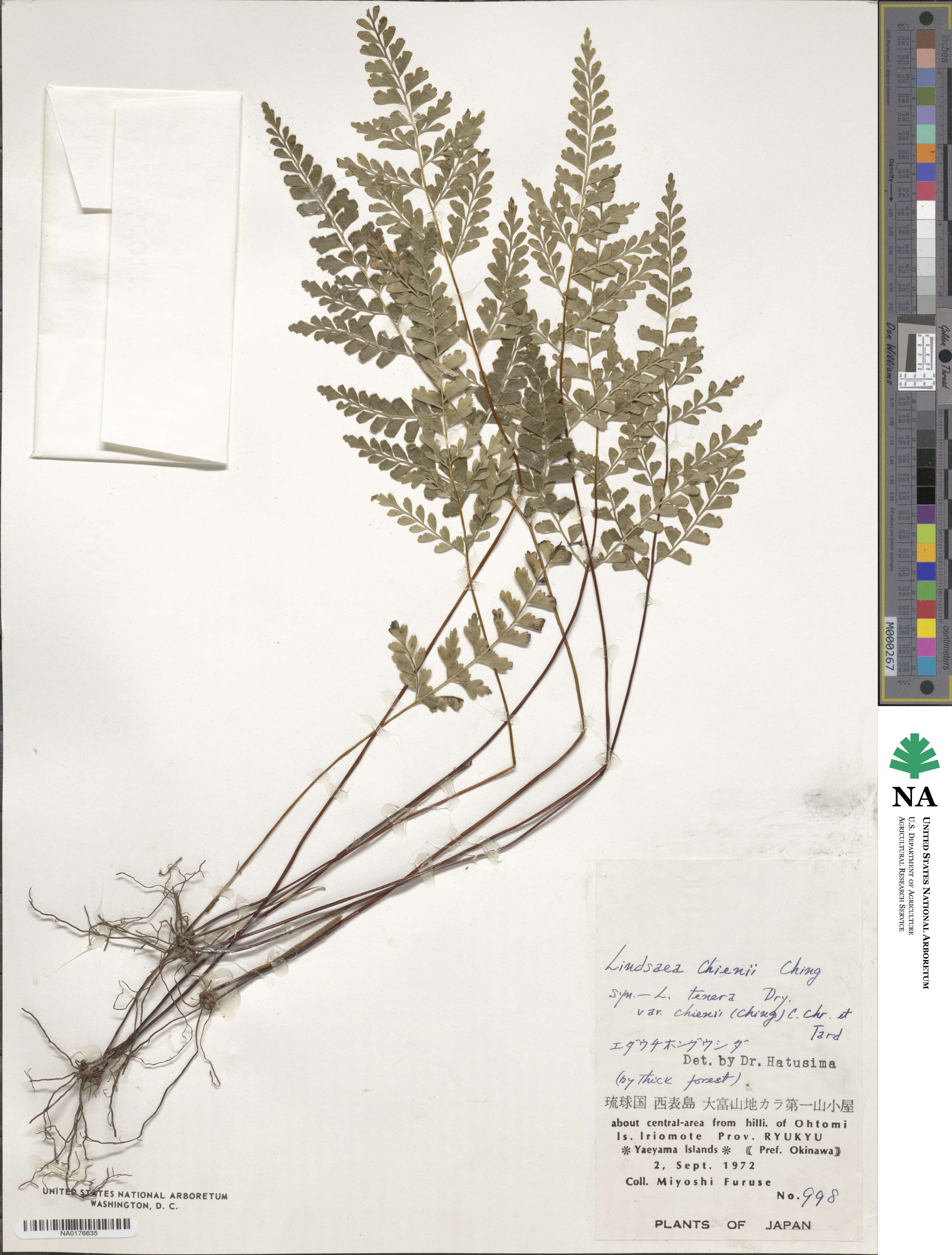 Lindsaea chienii image
