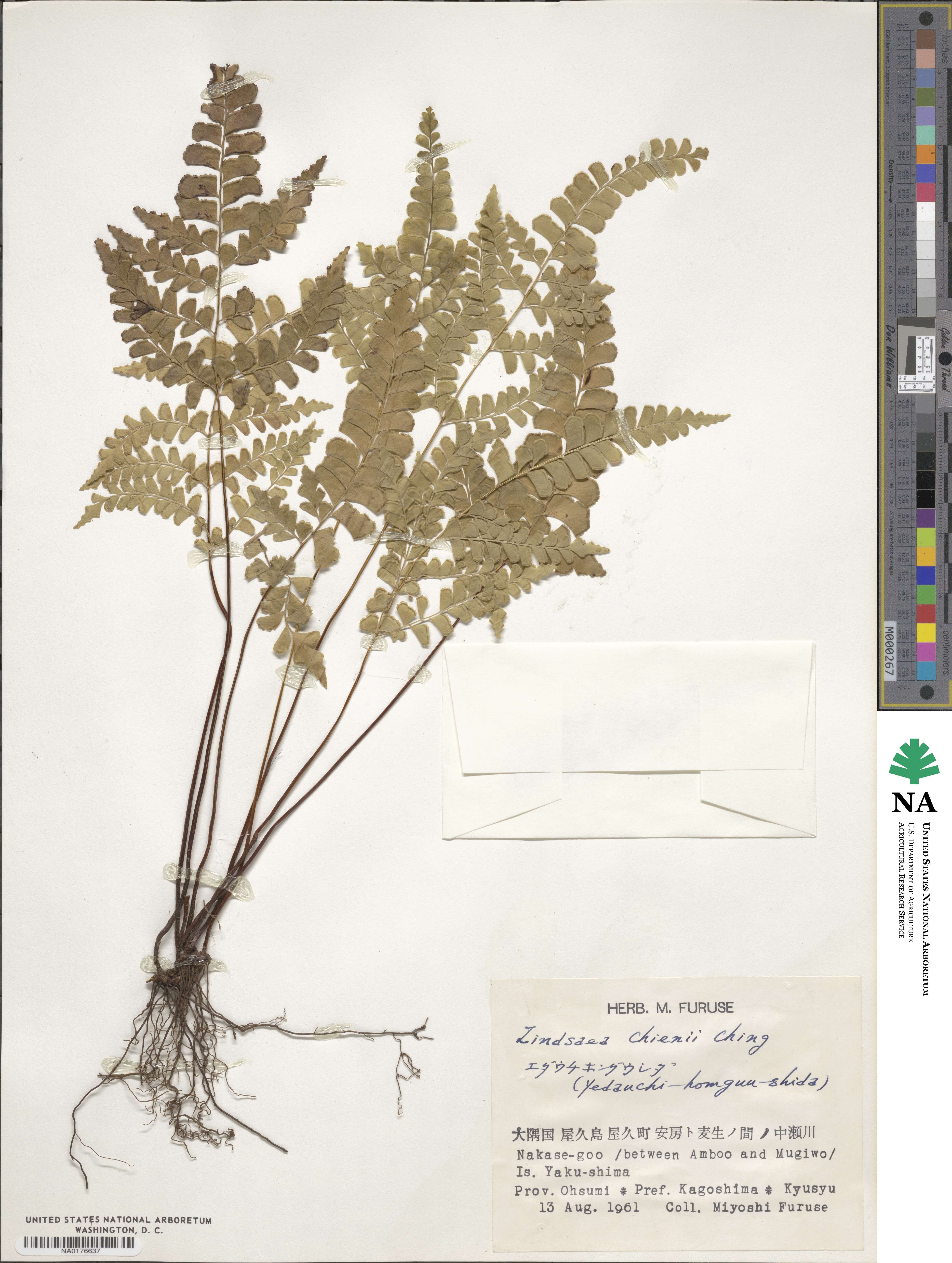 Lindsaea chienii image