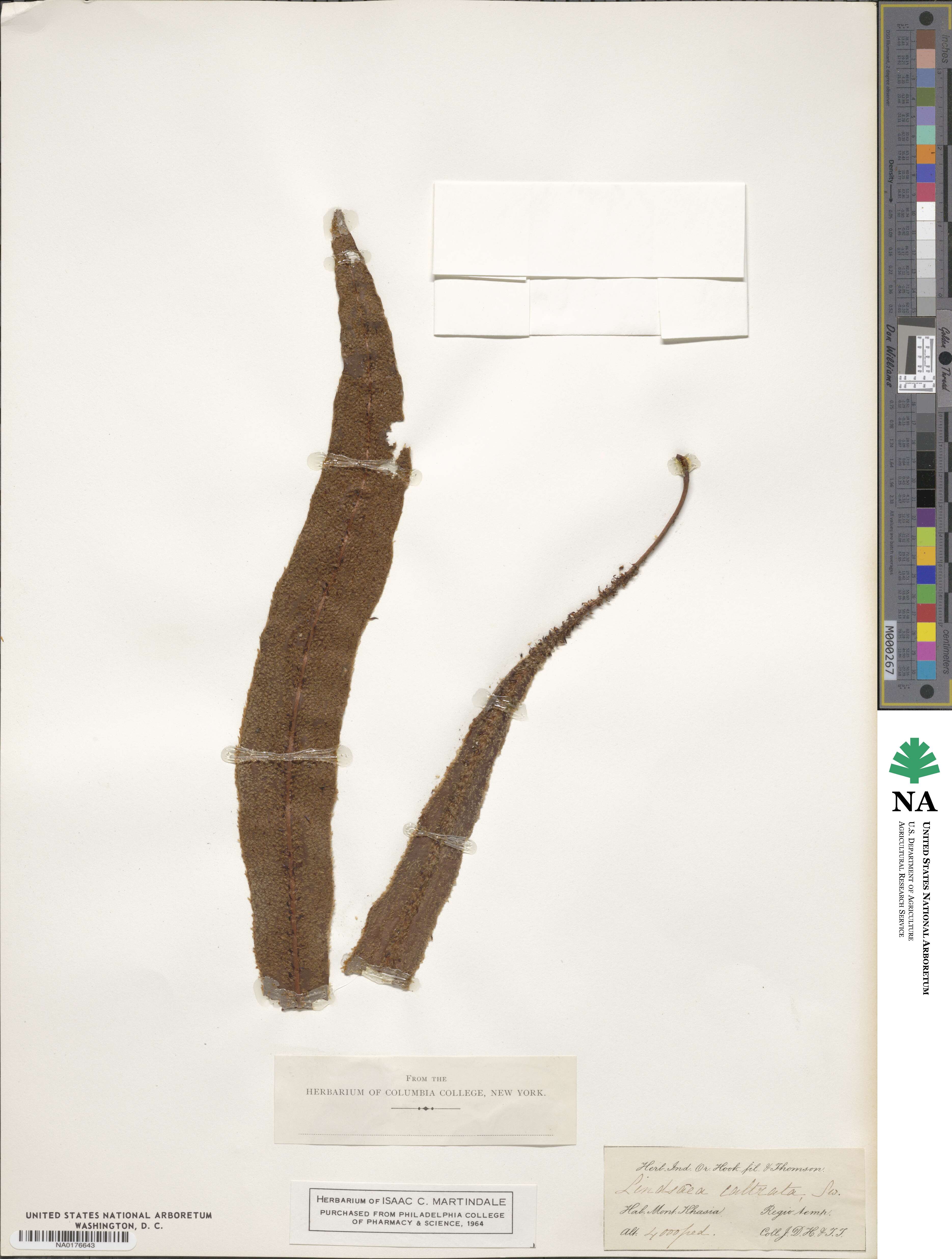 Lindsaea cultrata image