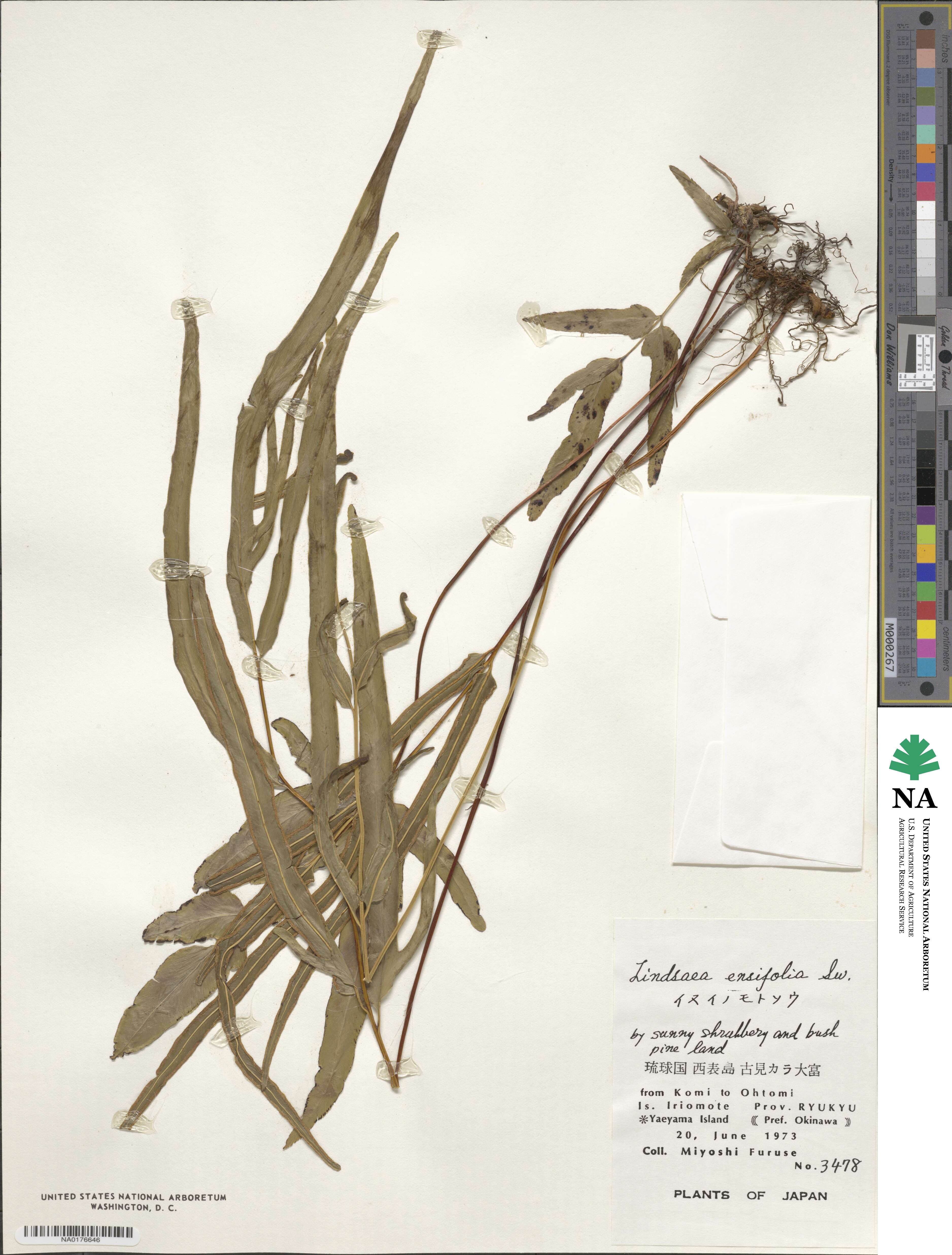 Lindsaea ensifolia image