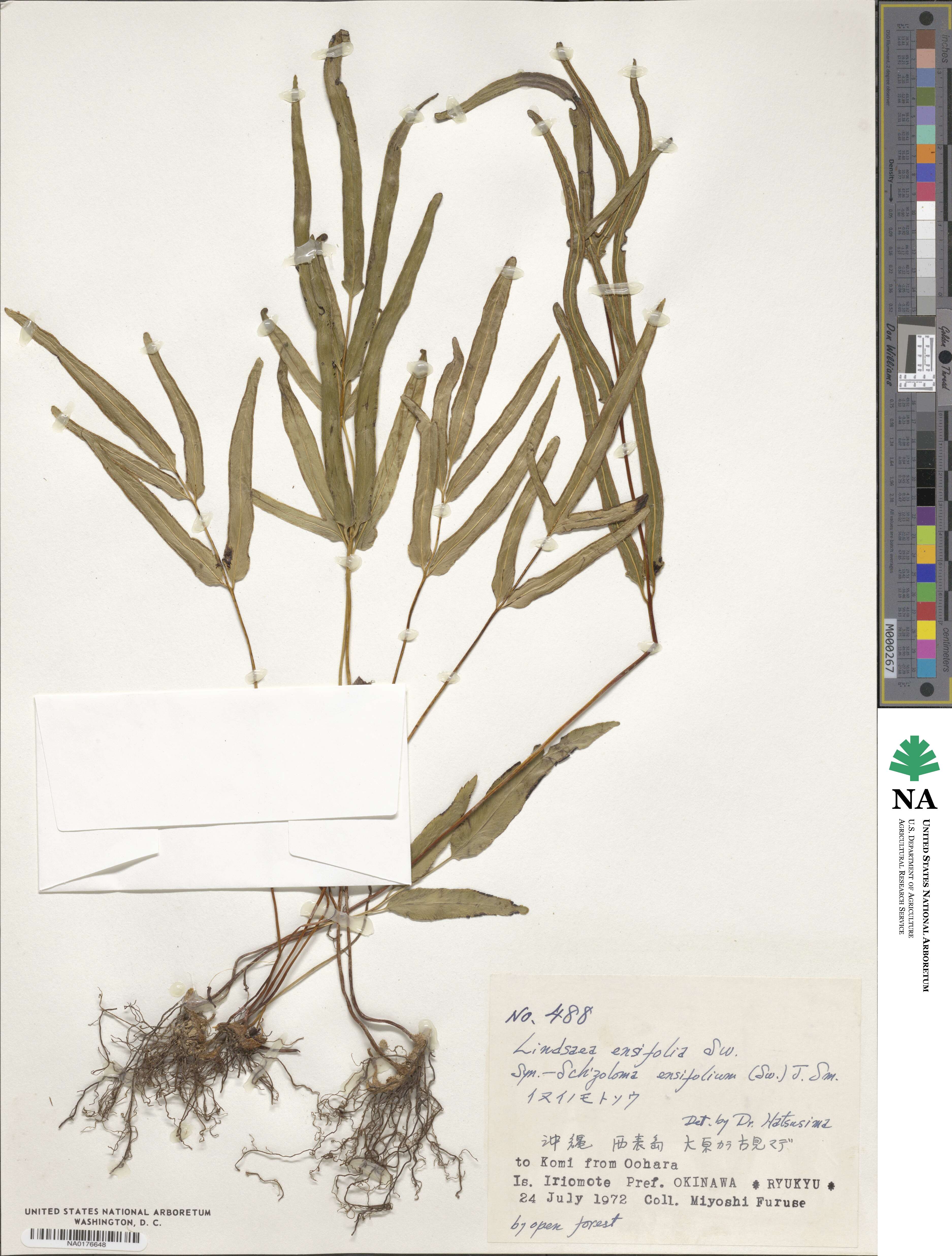 Lindsaea image