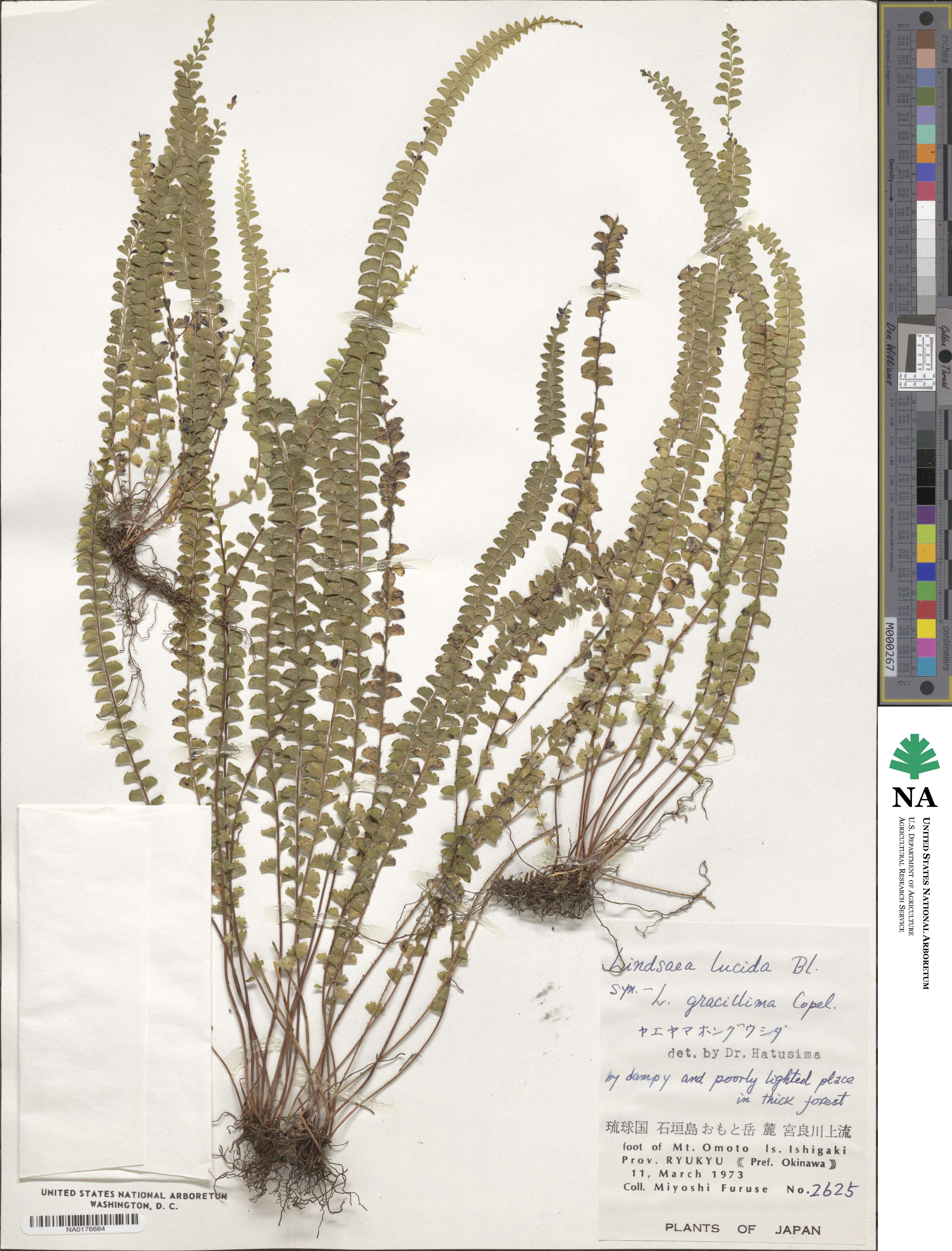 Lindsaea lucida image
