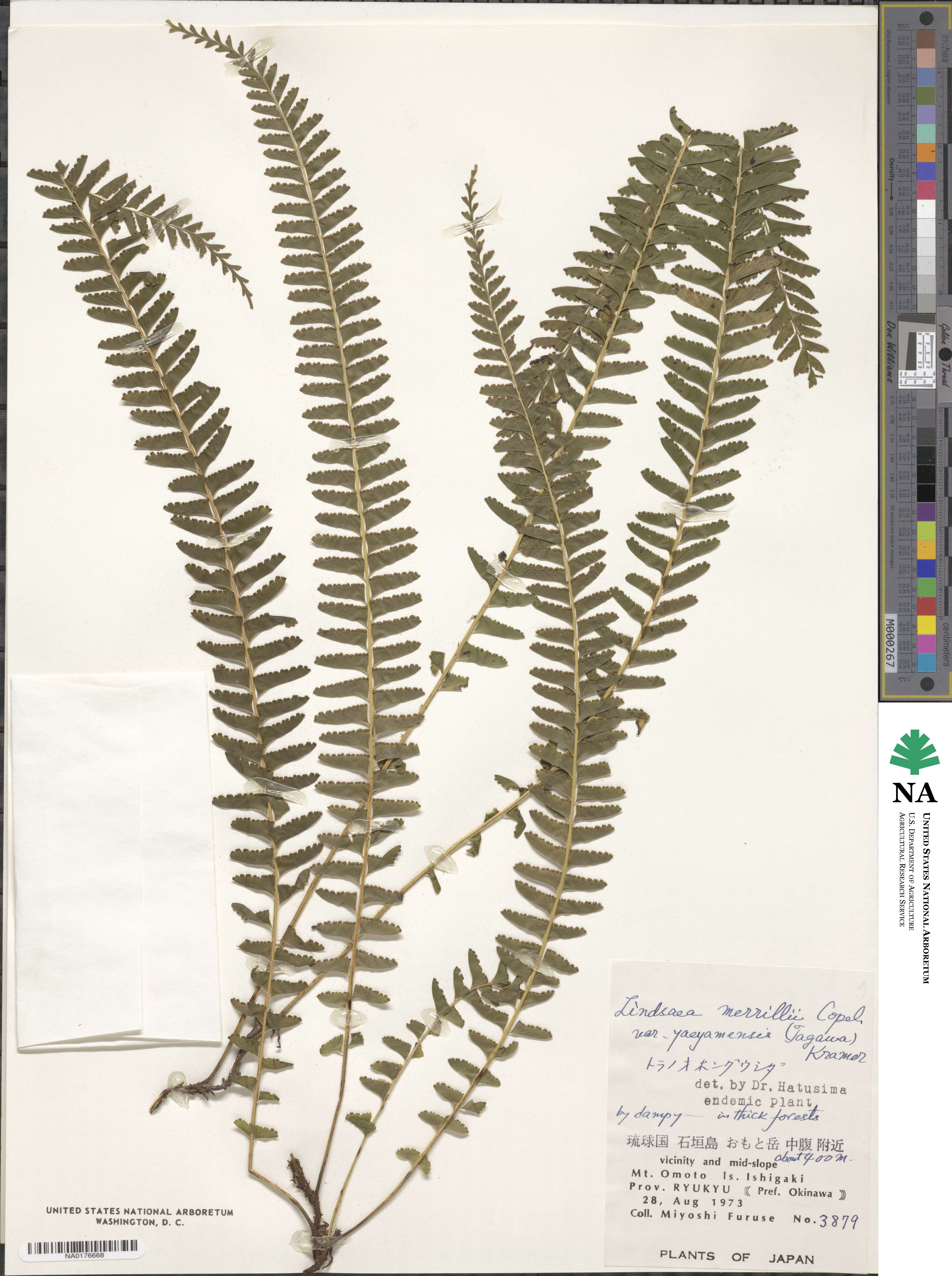 Lindsaea yaeyamensis image