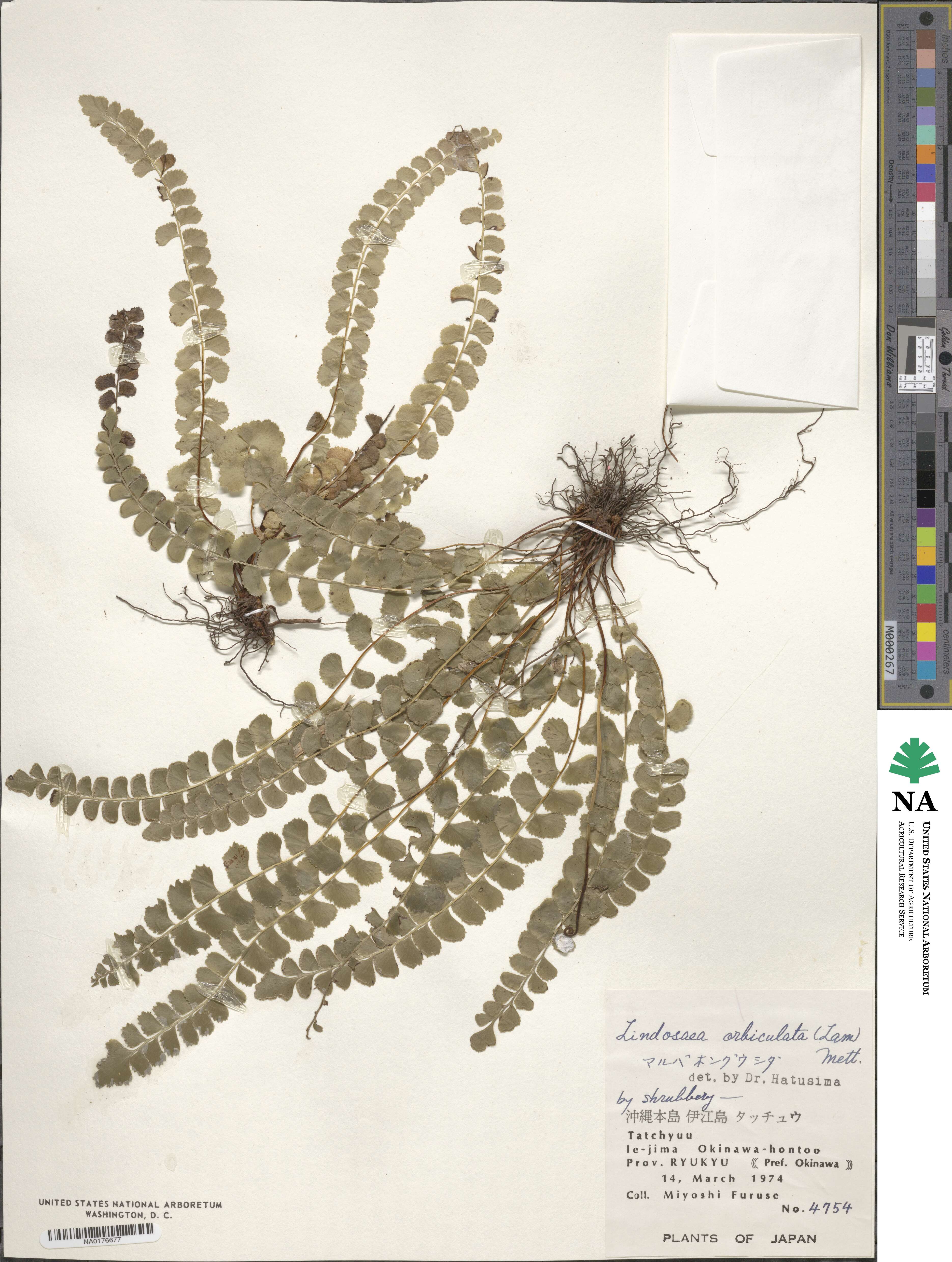 Lindsaea orbiculata image