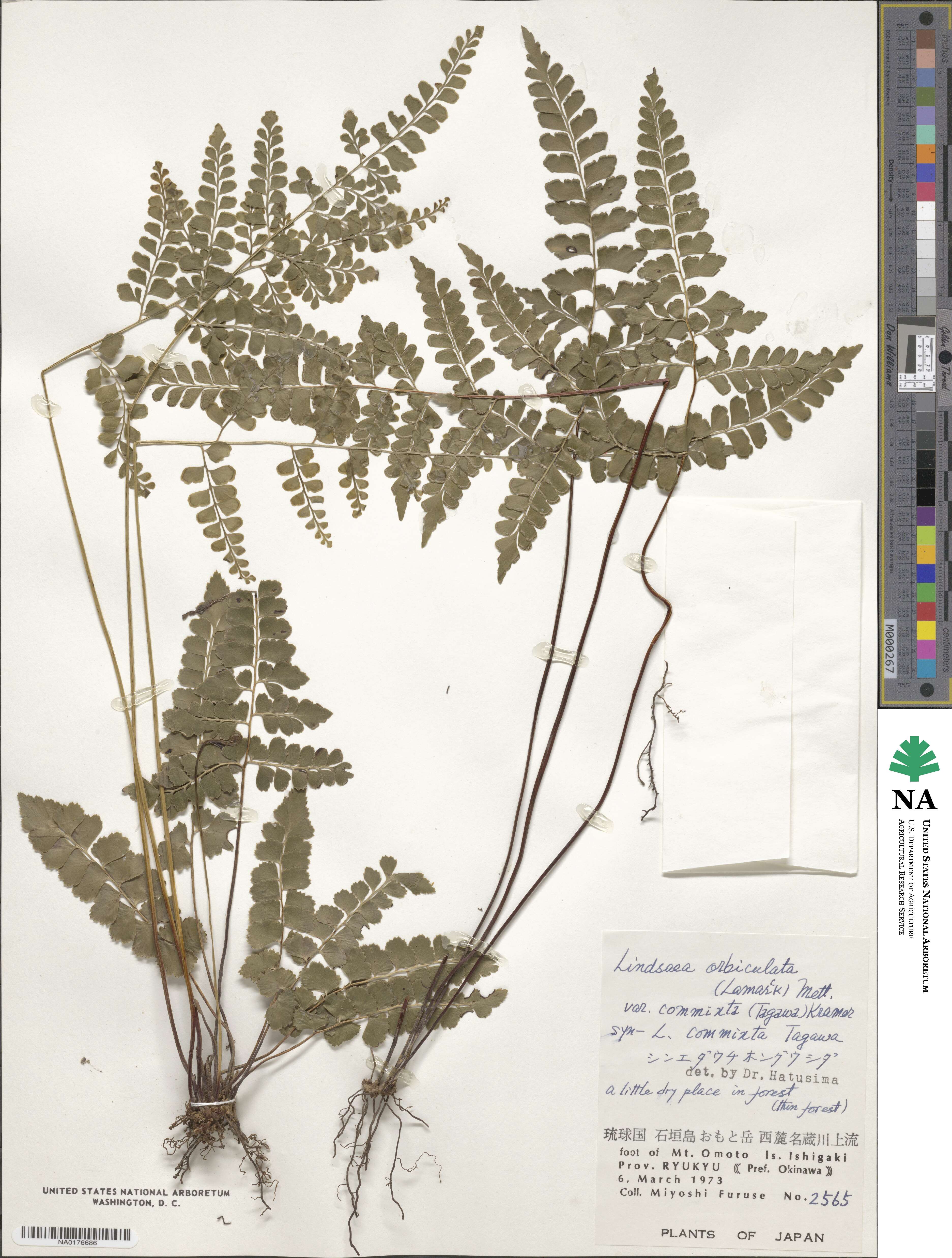 Lindsaea bonii image