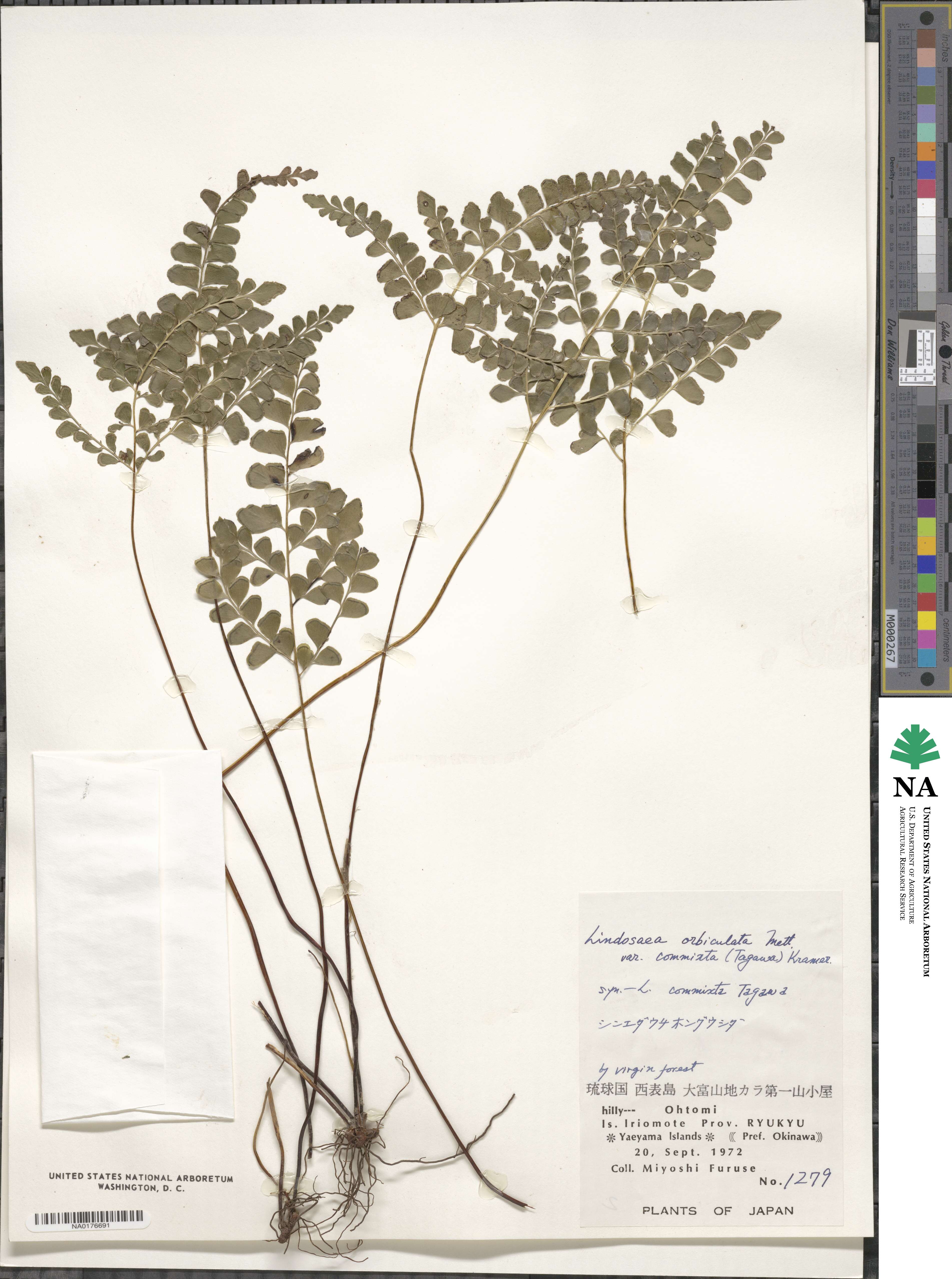 Lindsaea bonii image