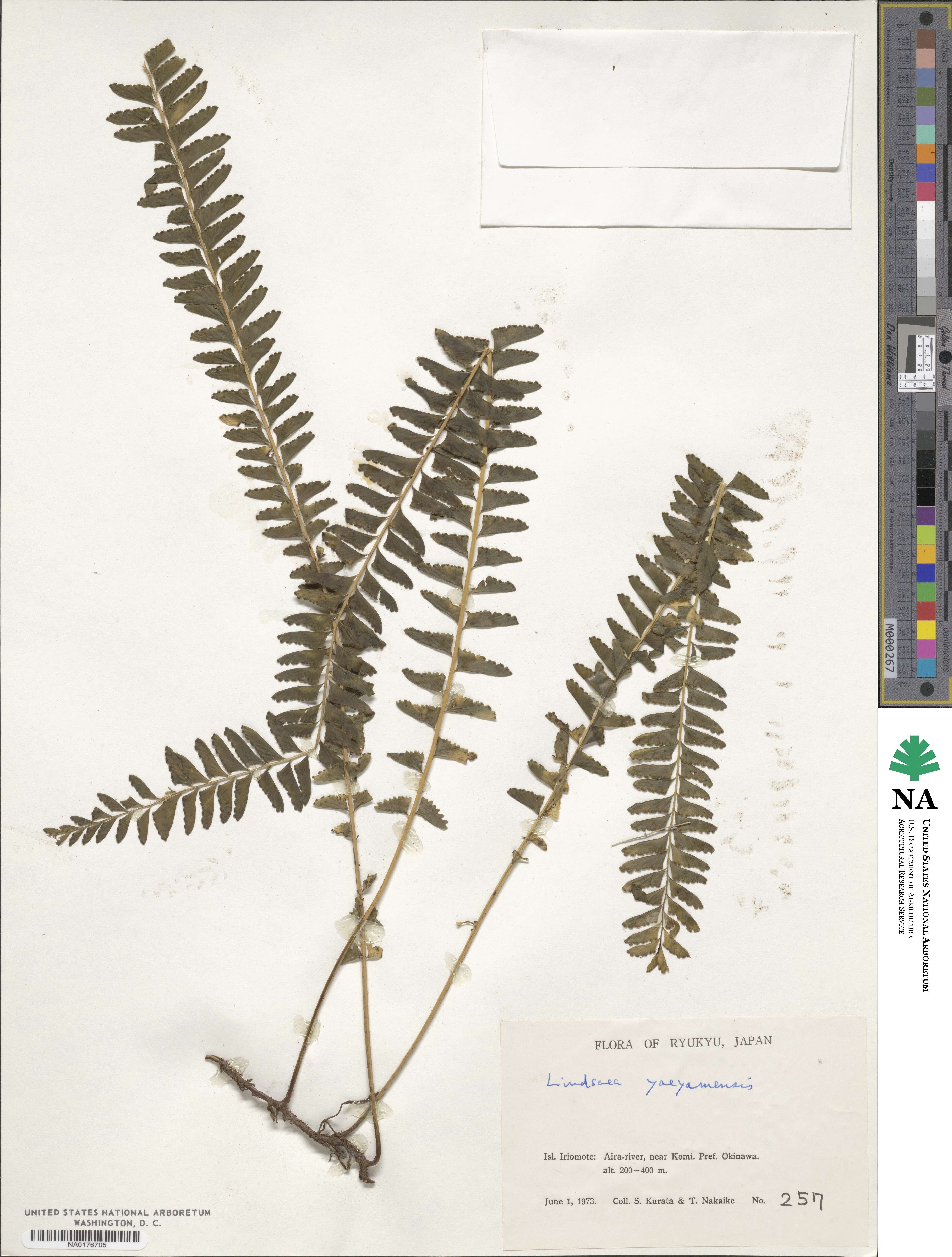 Lindsaea yaeyamensis image