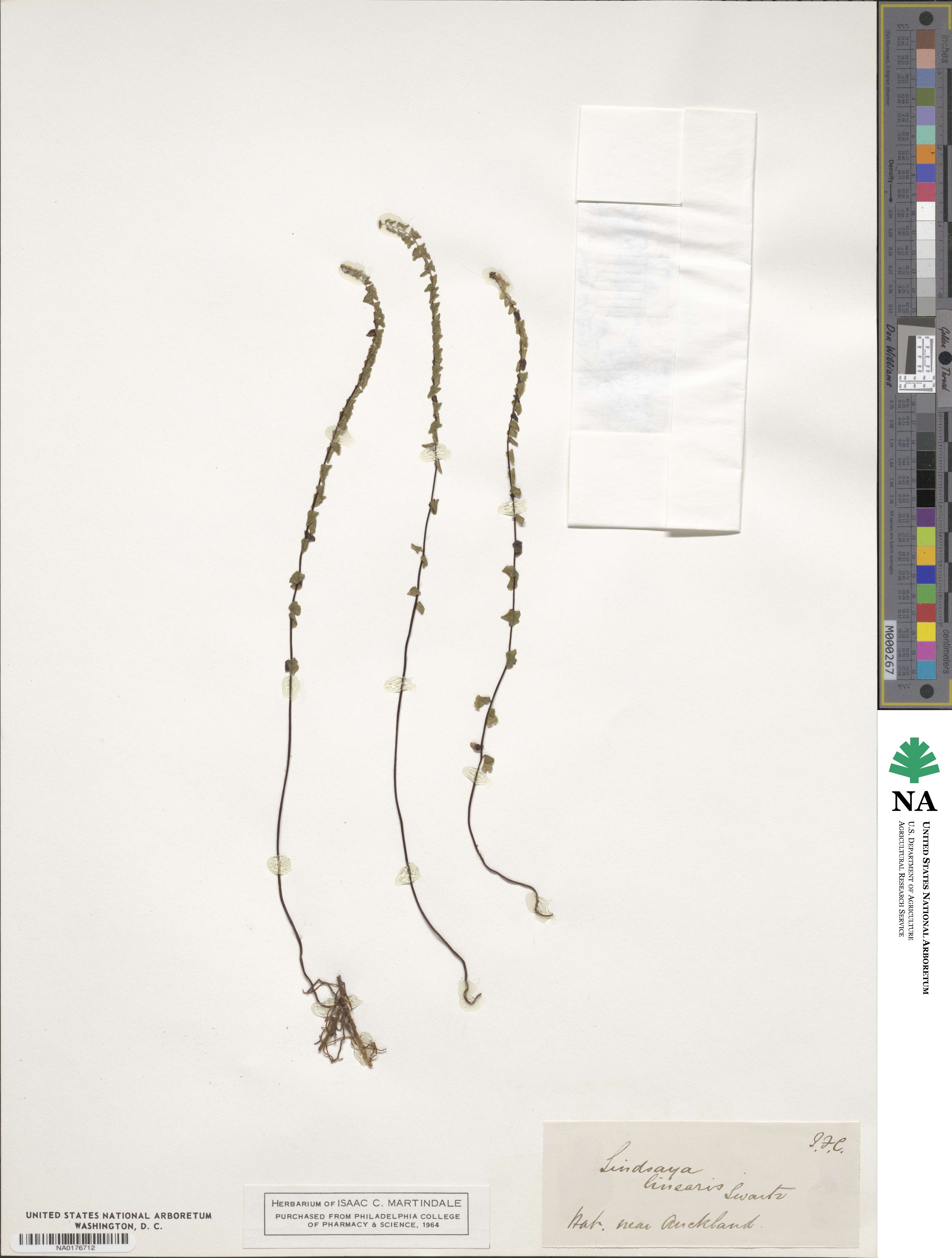 Lindsaea linearis image