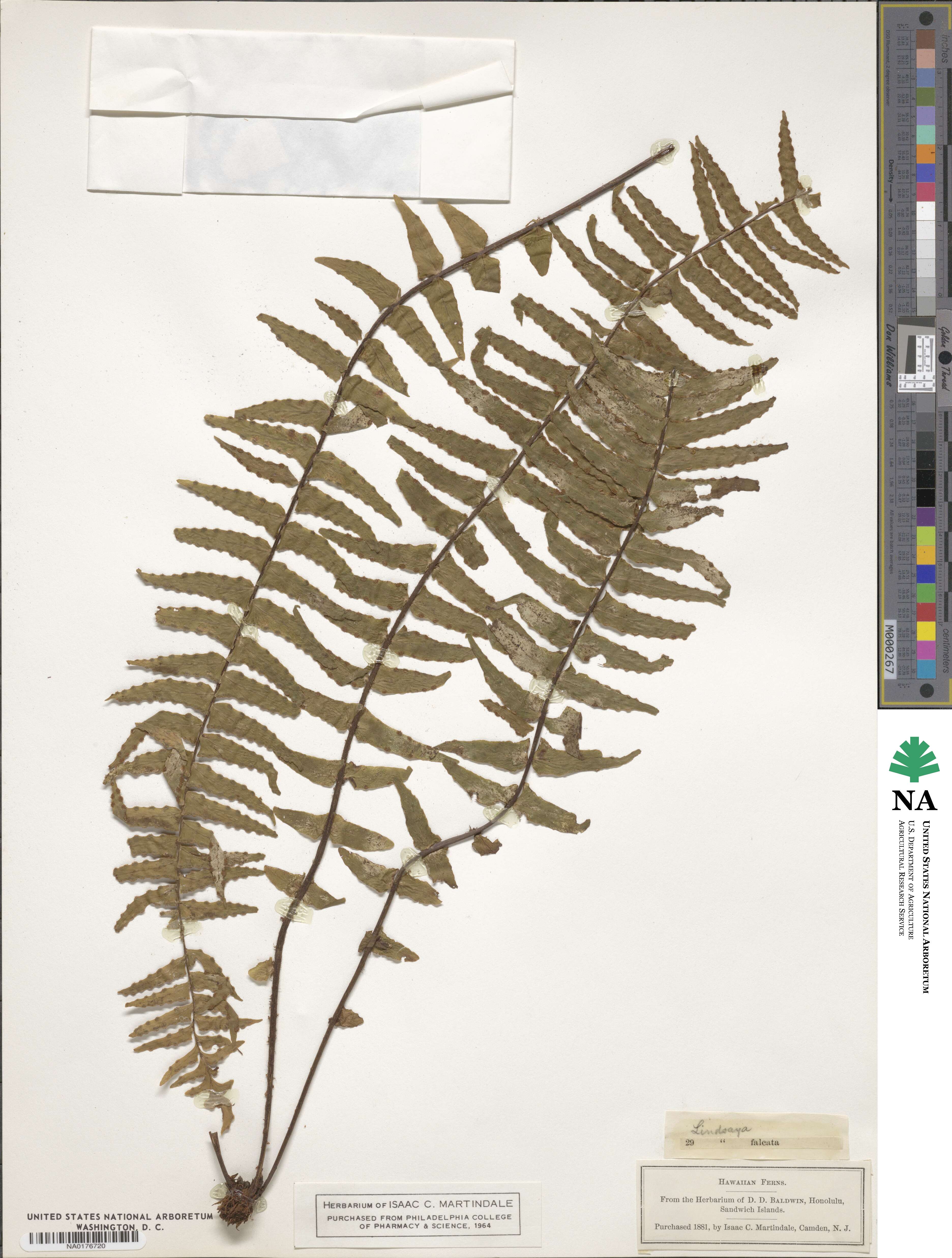 Lindsaea falcata image