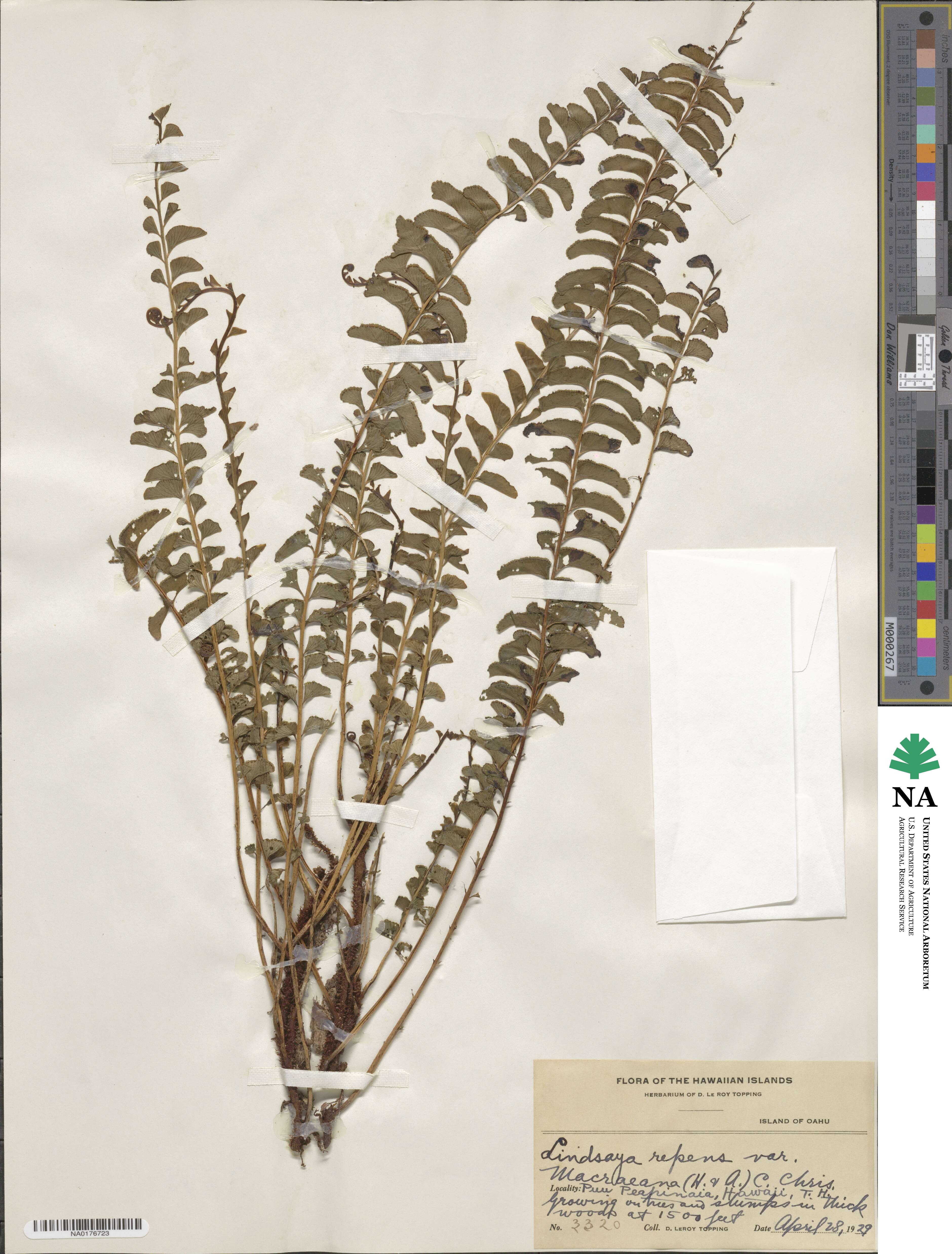 Lindsaea repens image