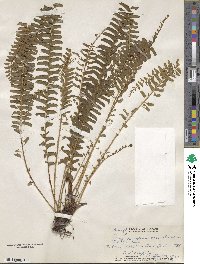 Lindsaea repens image