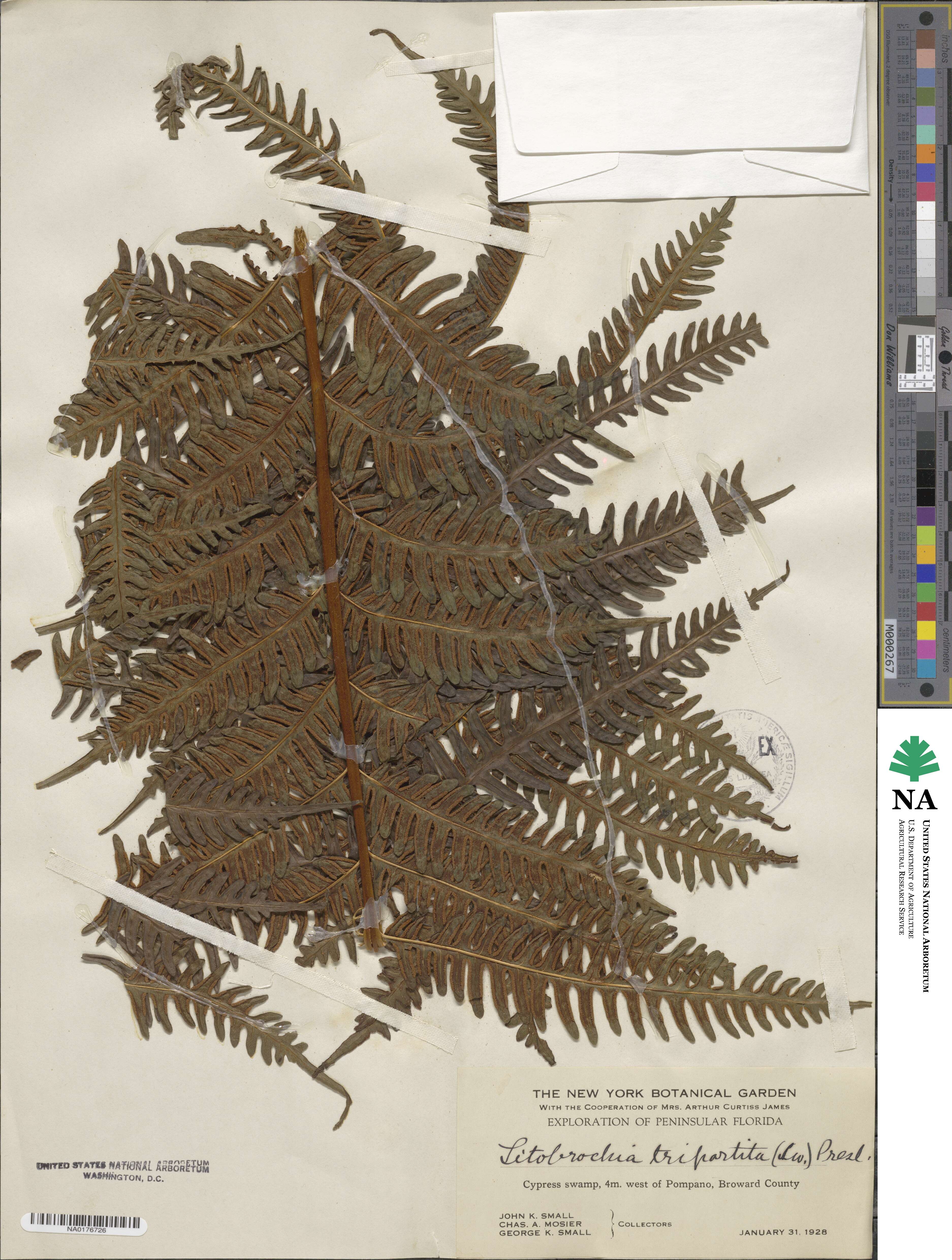 Pteris tripartita image