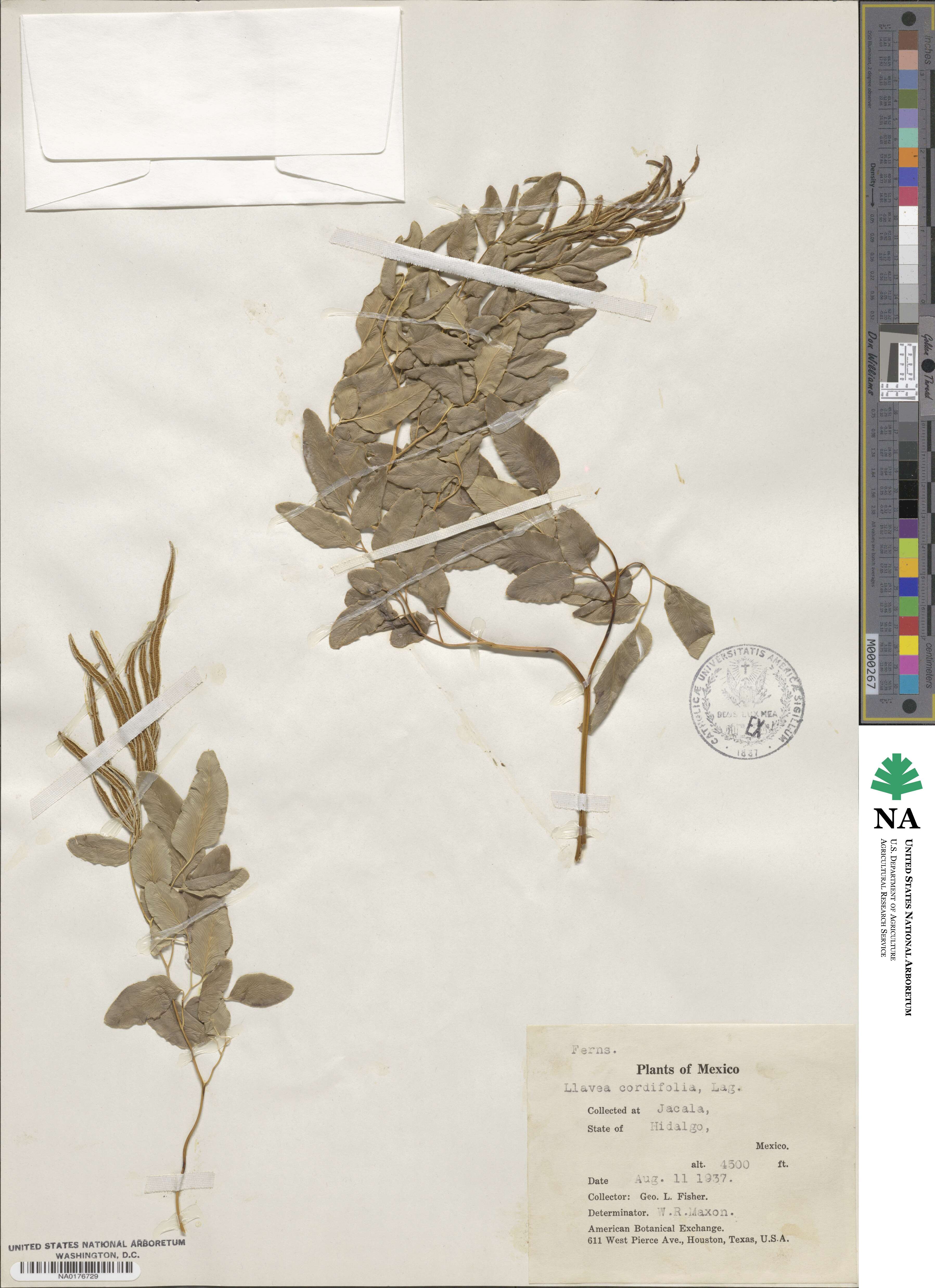 Llavea cordifolia image