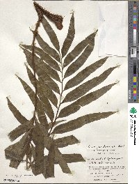 Image of Lomariopsis boninensis