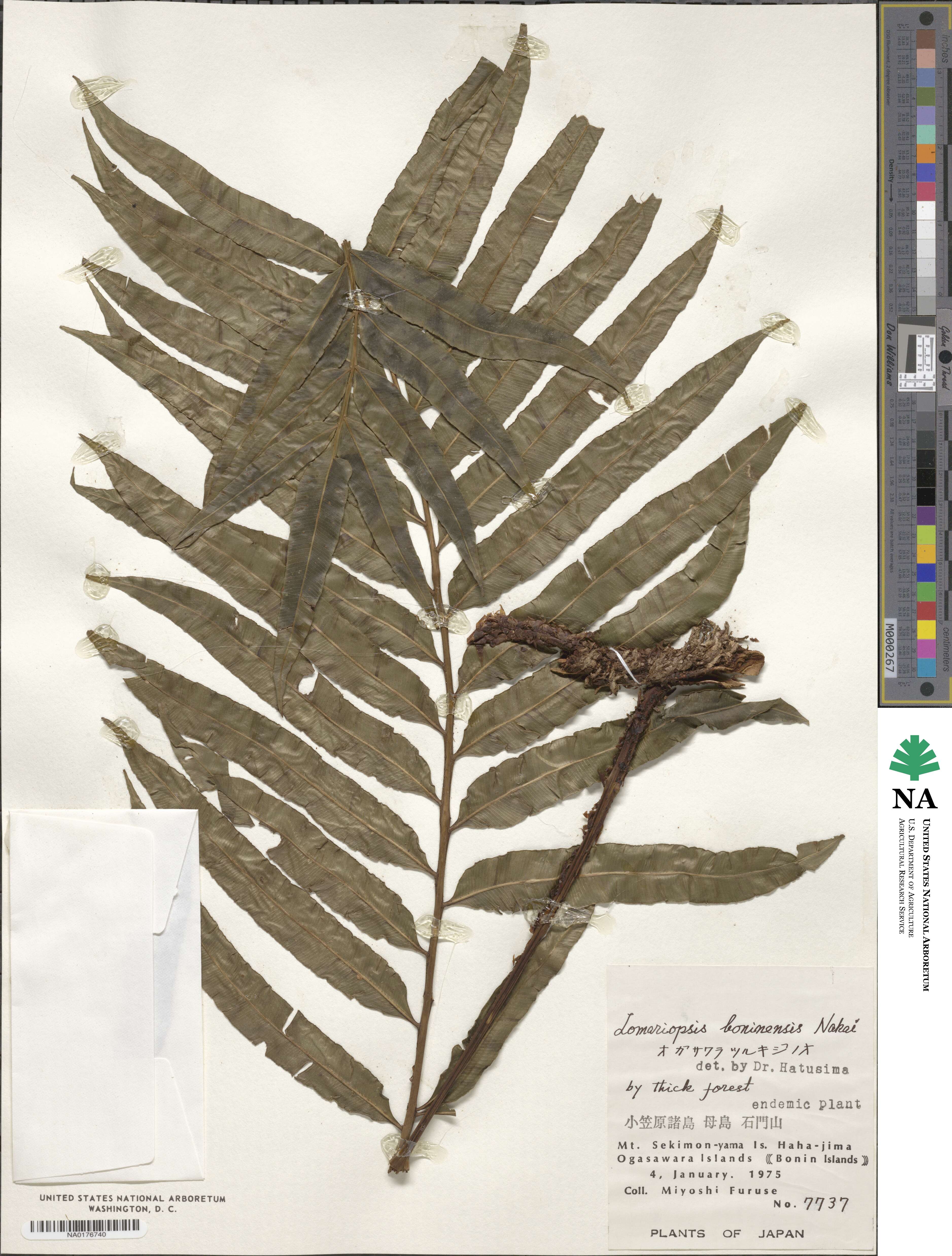 Lomariopsis boninensis image