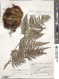 Lophosoria quadripinnata image