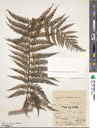 Lophosoria quadripinnata image